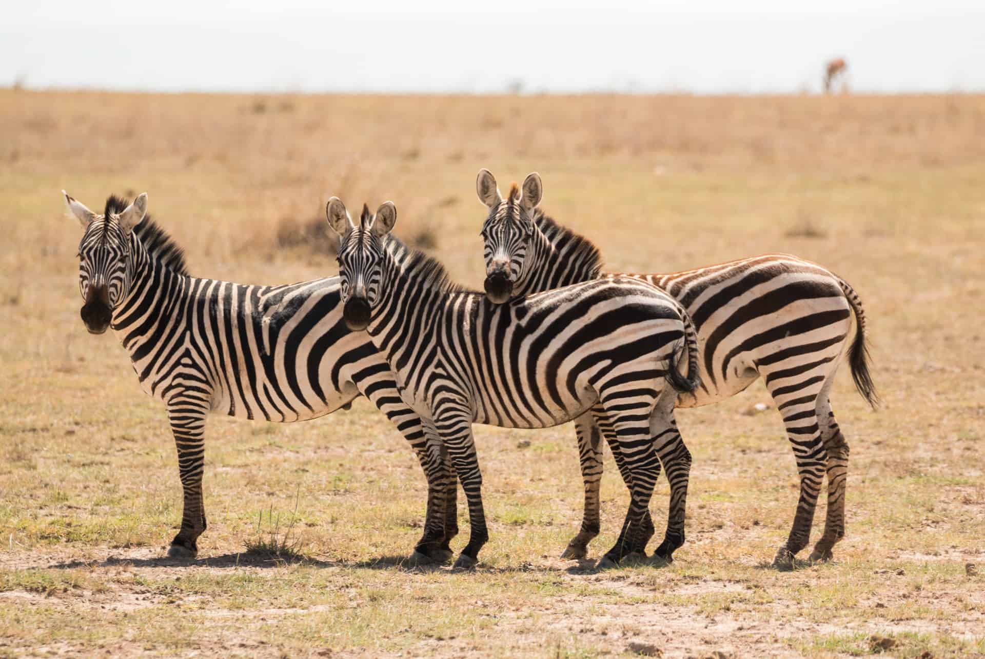 zebres tanzanie