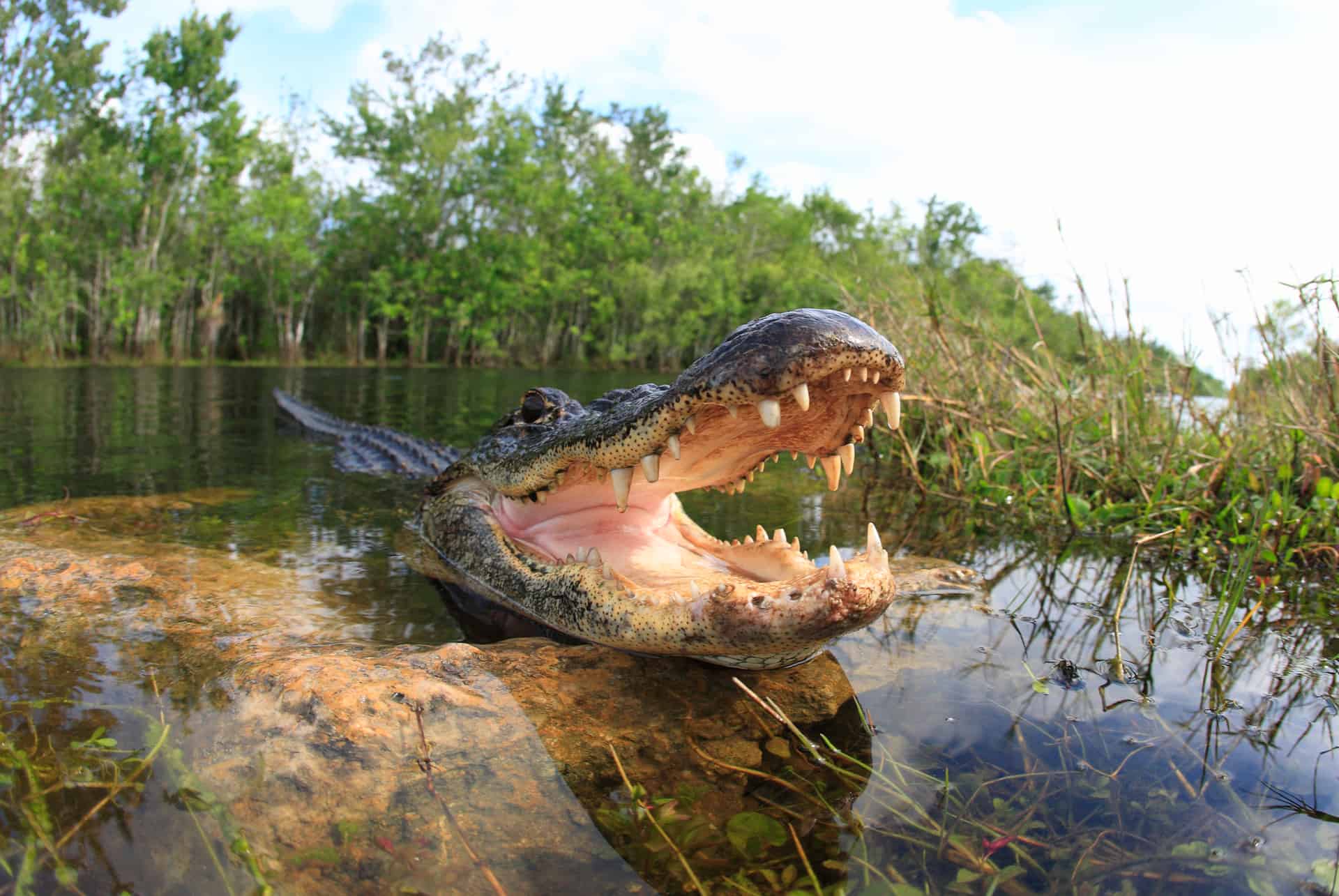 alligators dans les everglades