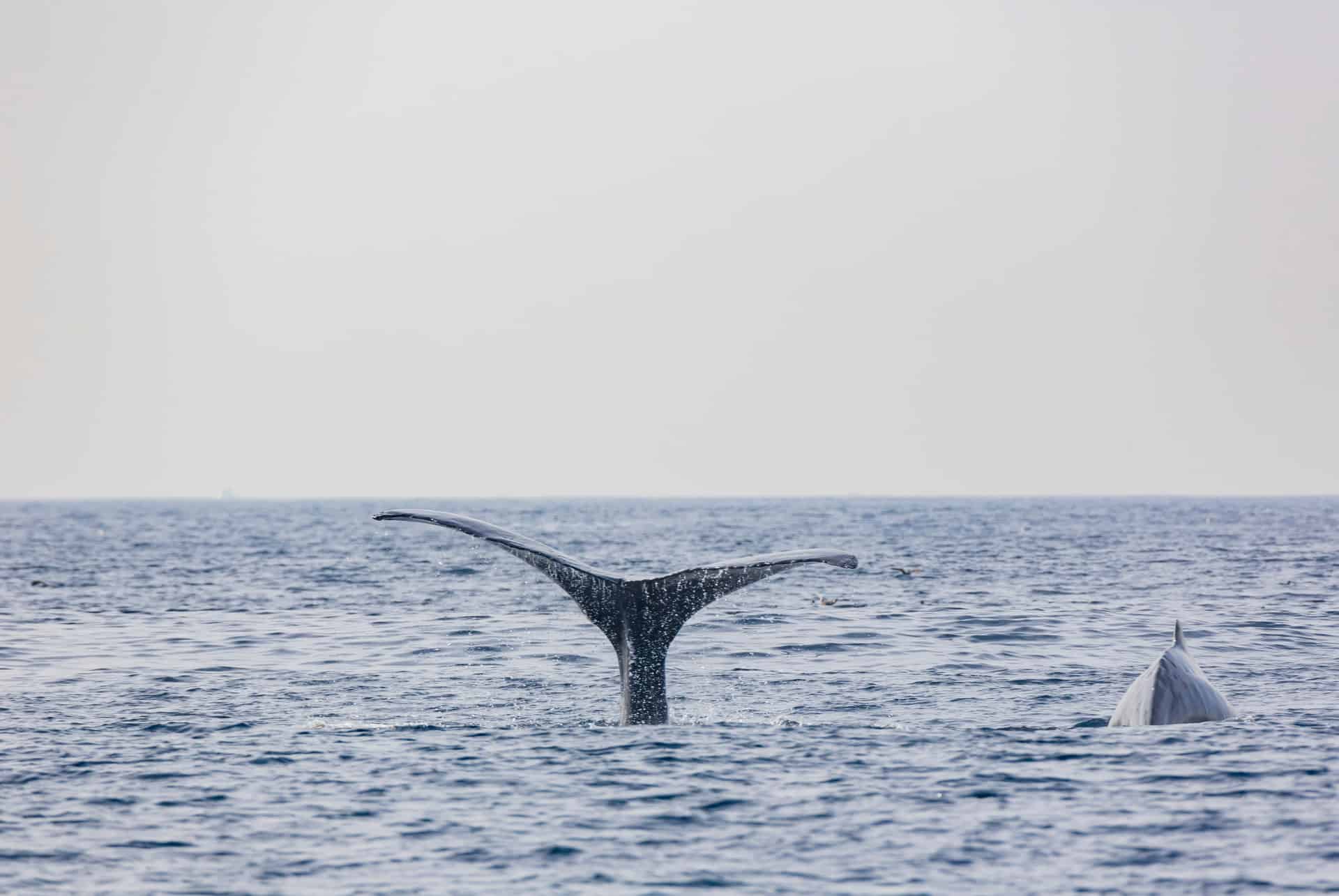 baleine los angeles