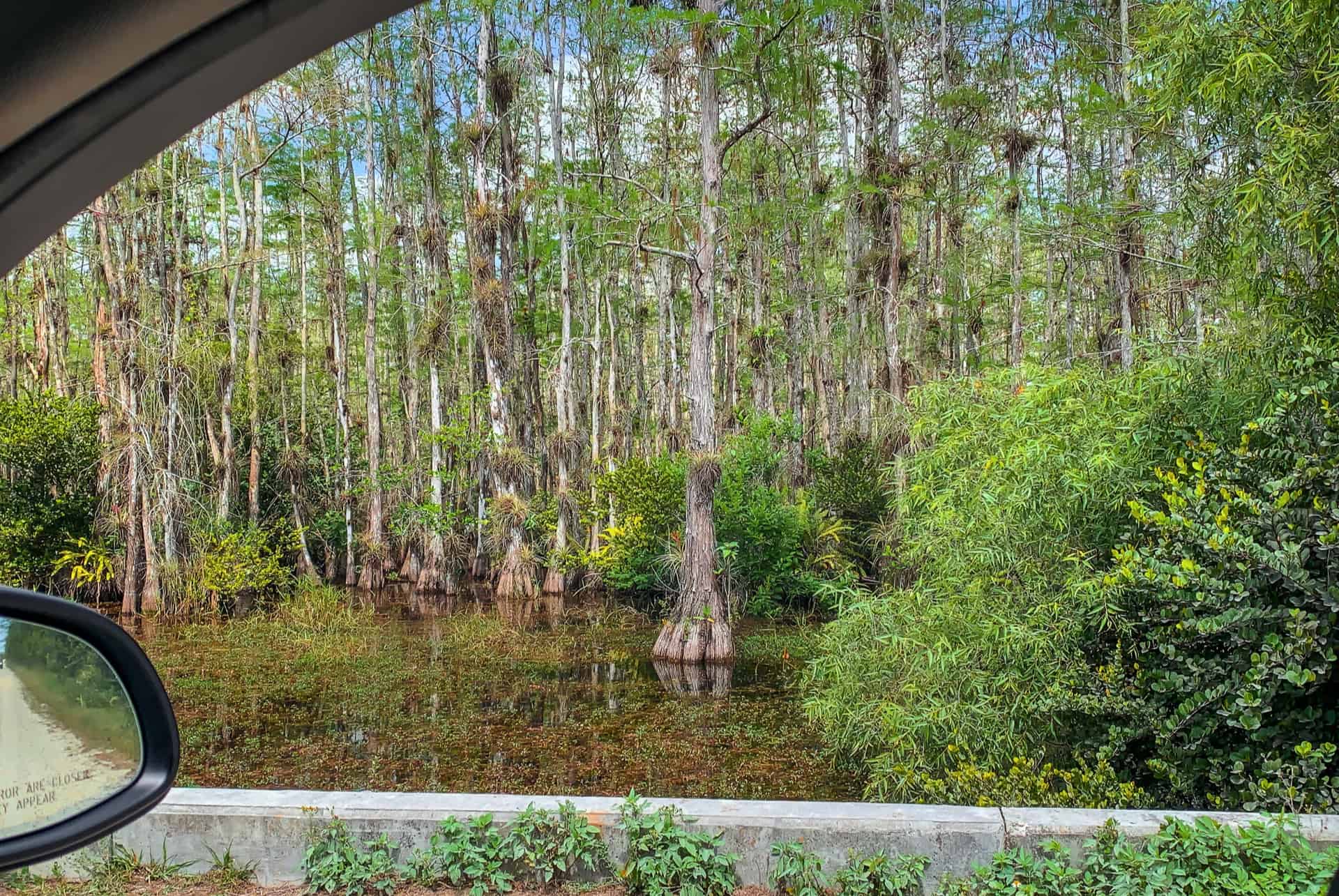 voiture dans les everglades