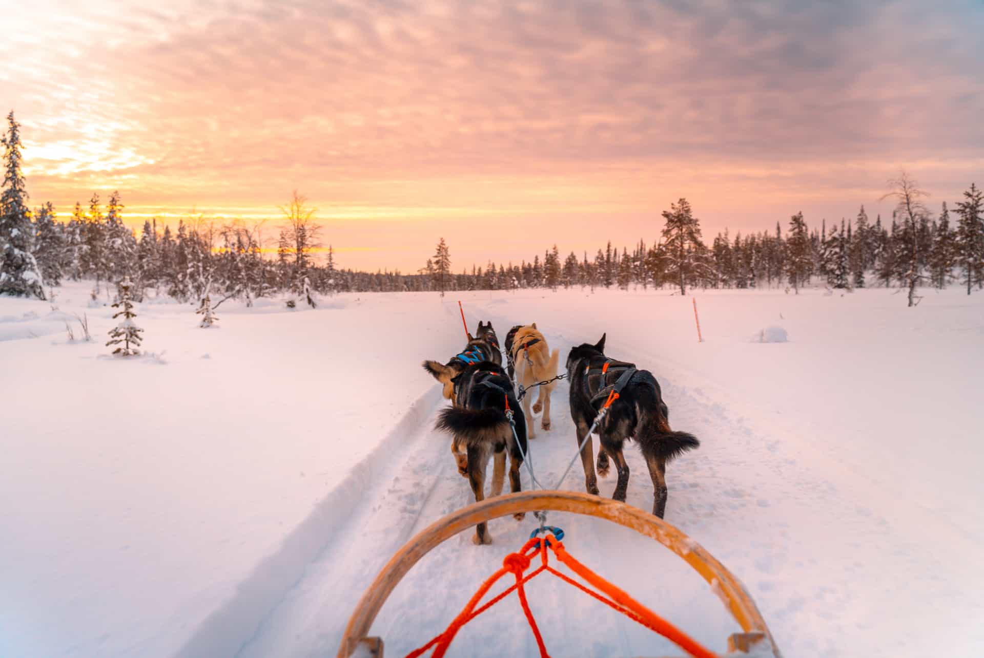 foret enneigee laponie chien de traineau en laponie