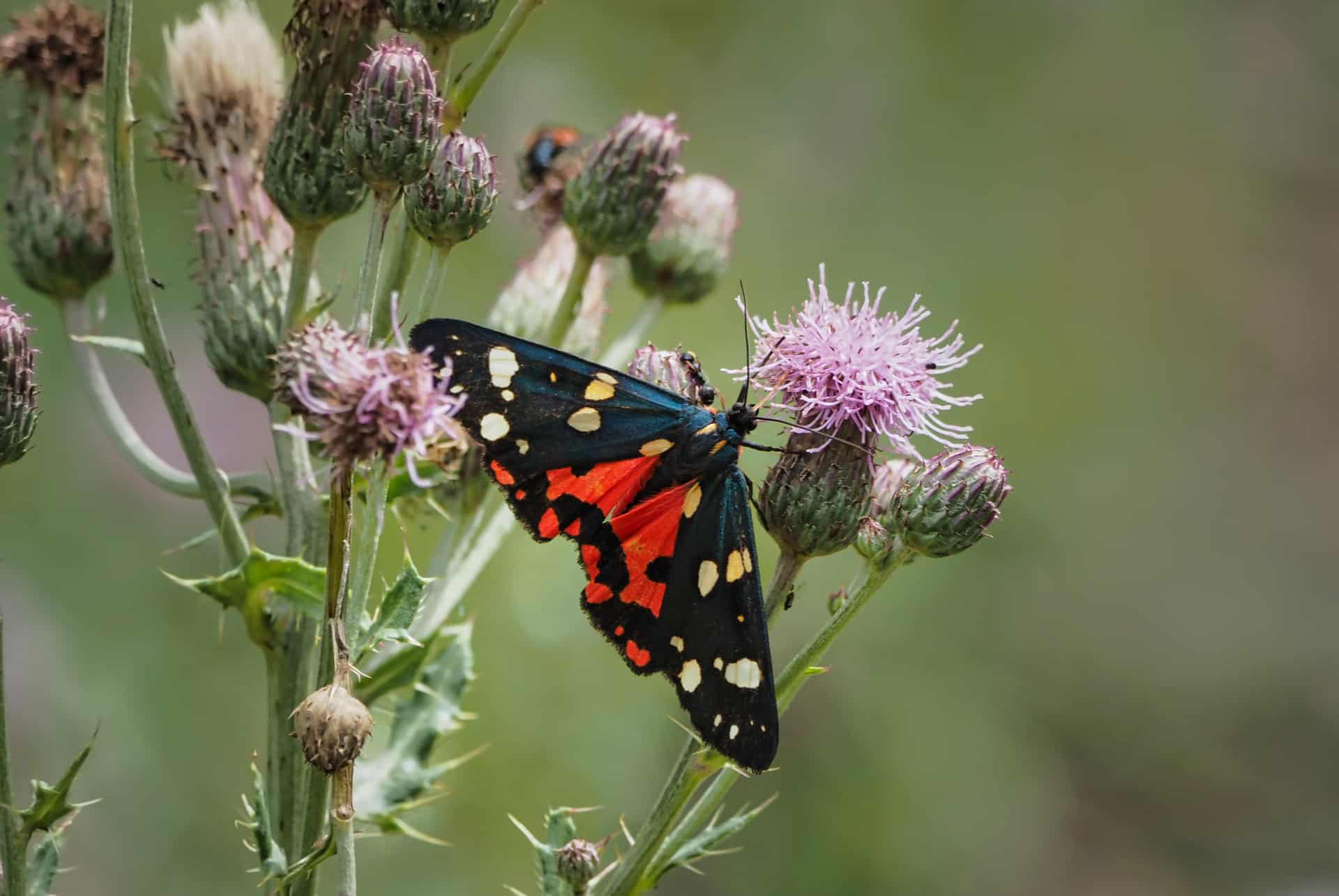 papillon callimorphe