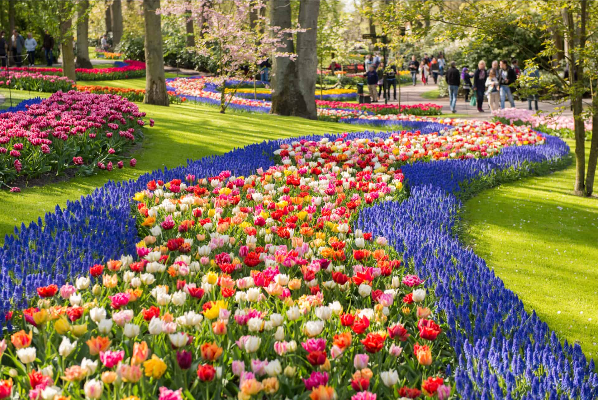 Champs de tulipes aux Pays Bas : où aller, à quel moment ?