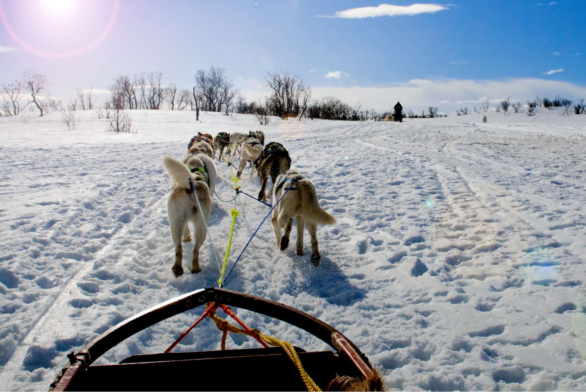 prix excursion chiens traineau