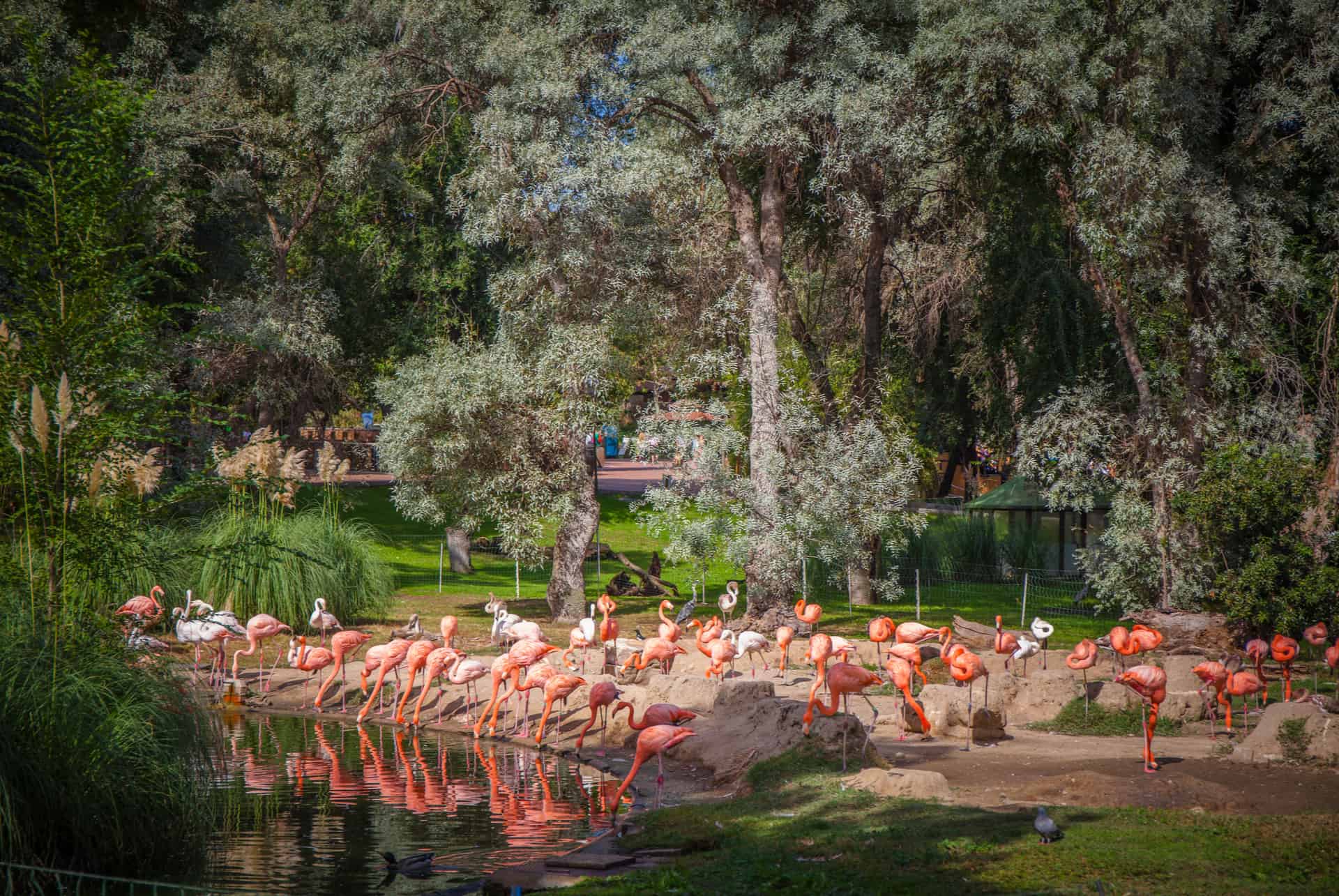 zoo madrid