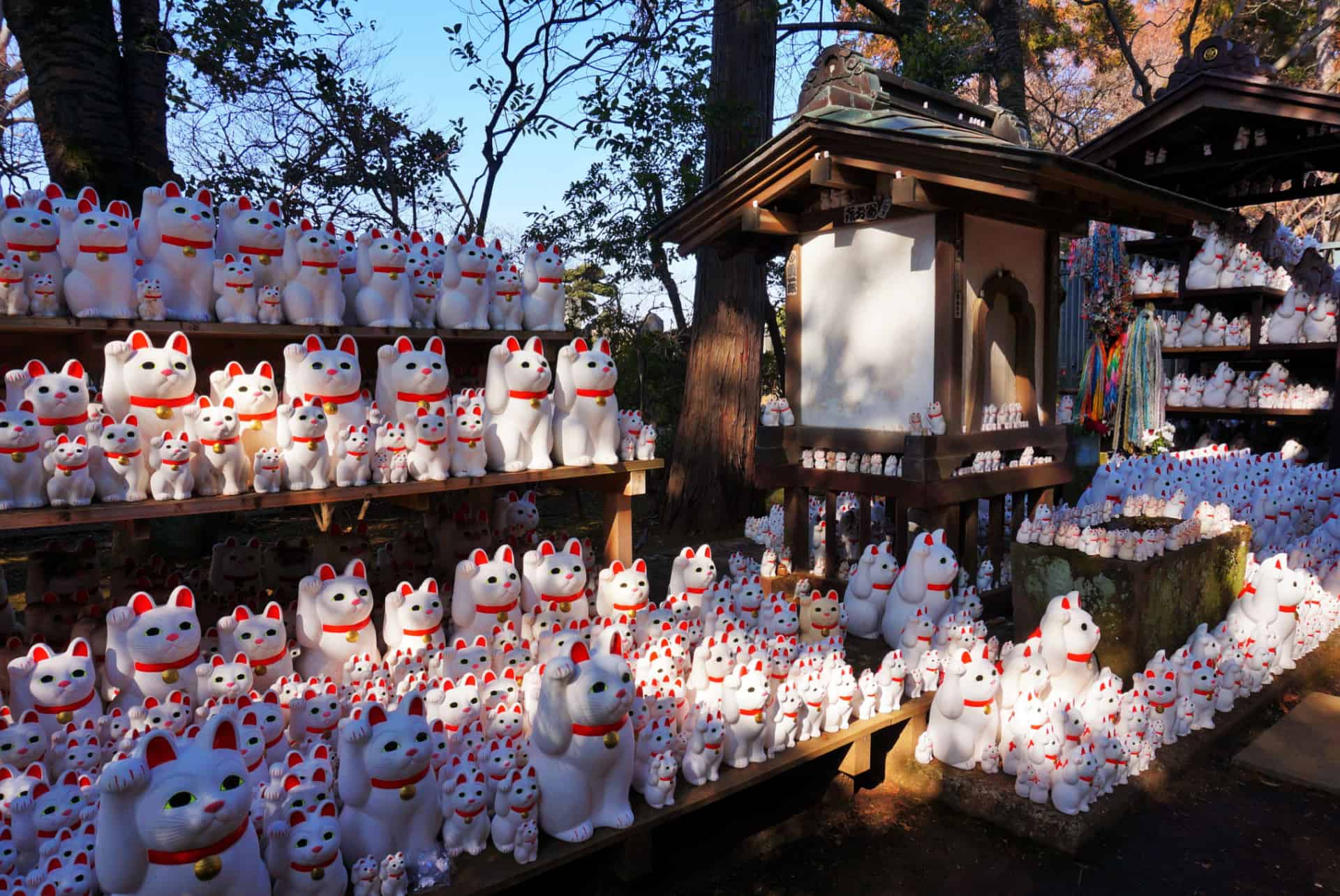 chat maneki-neko