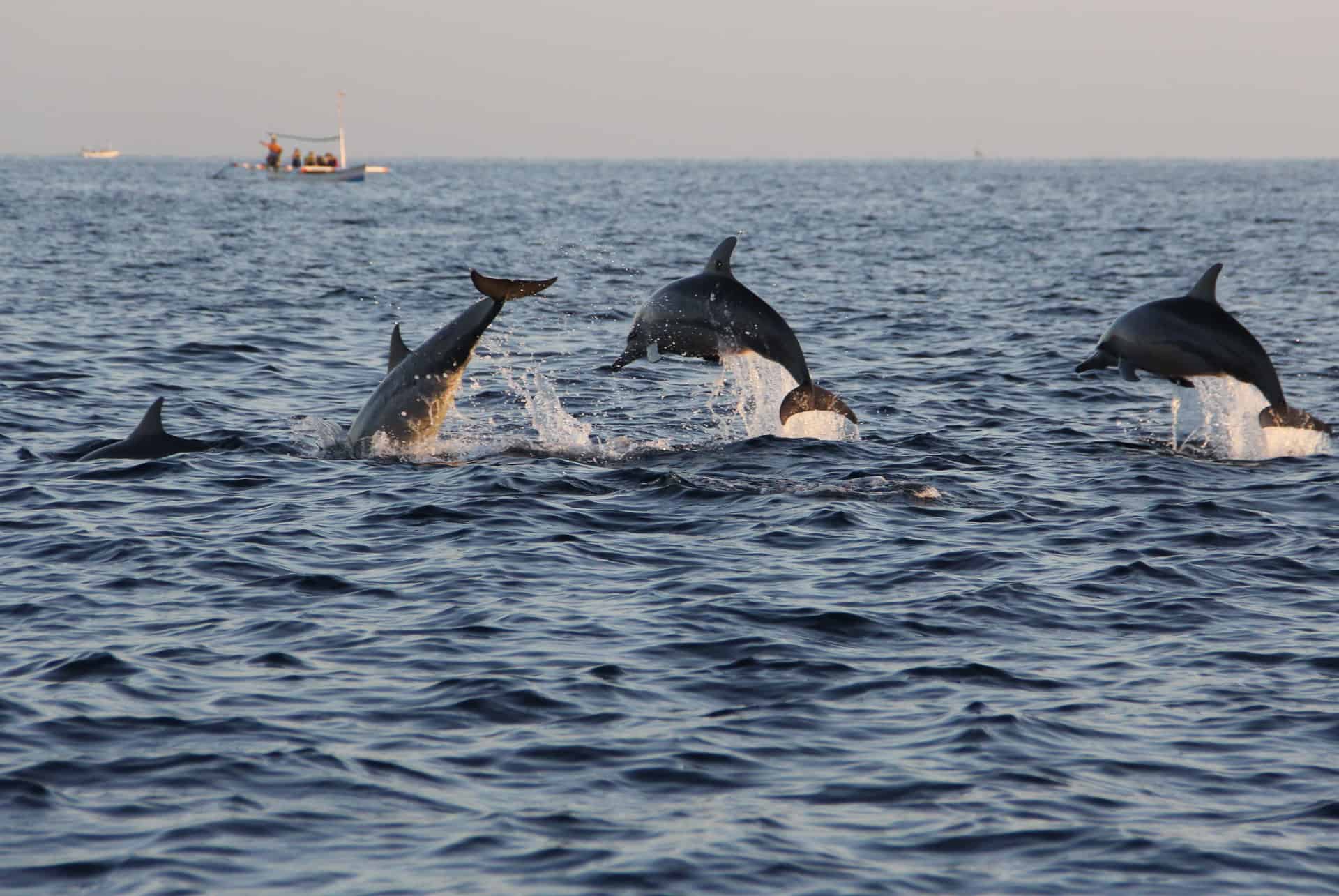 dauphins lovina beach que faire bali