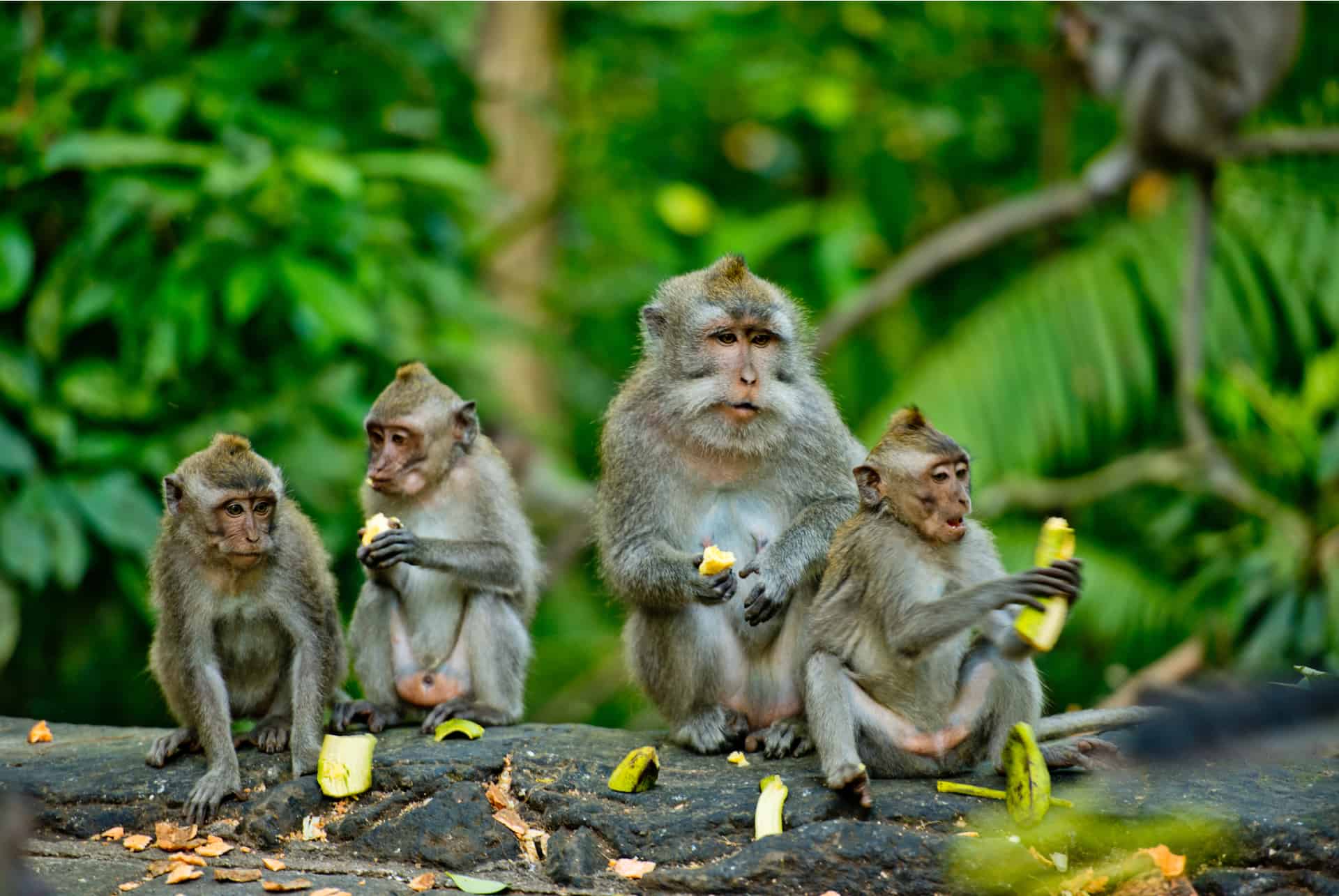 singes bali