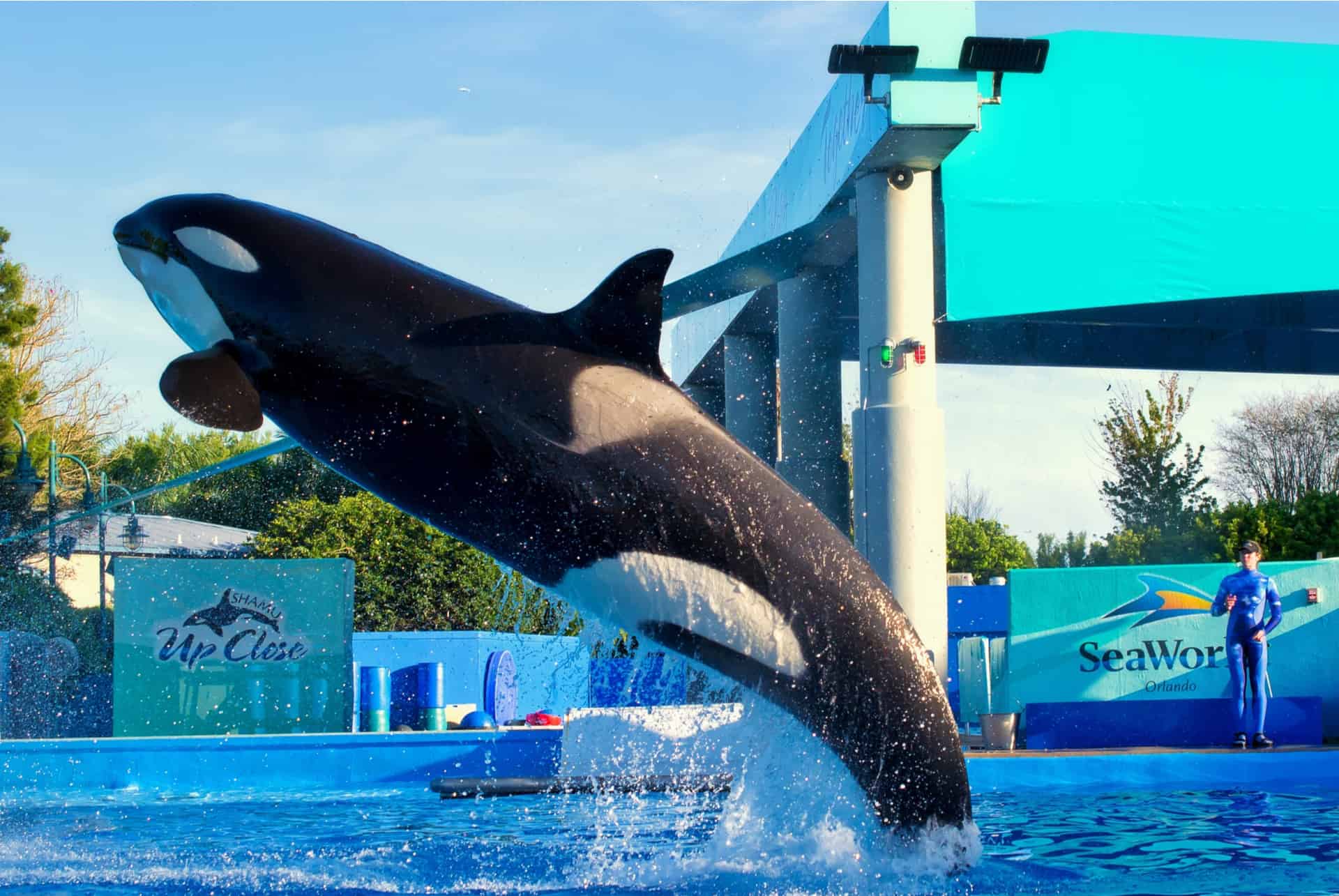 aller voir des orques a orlando