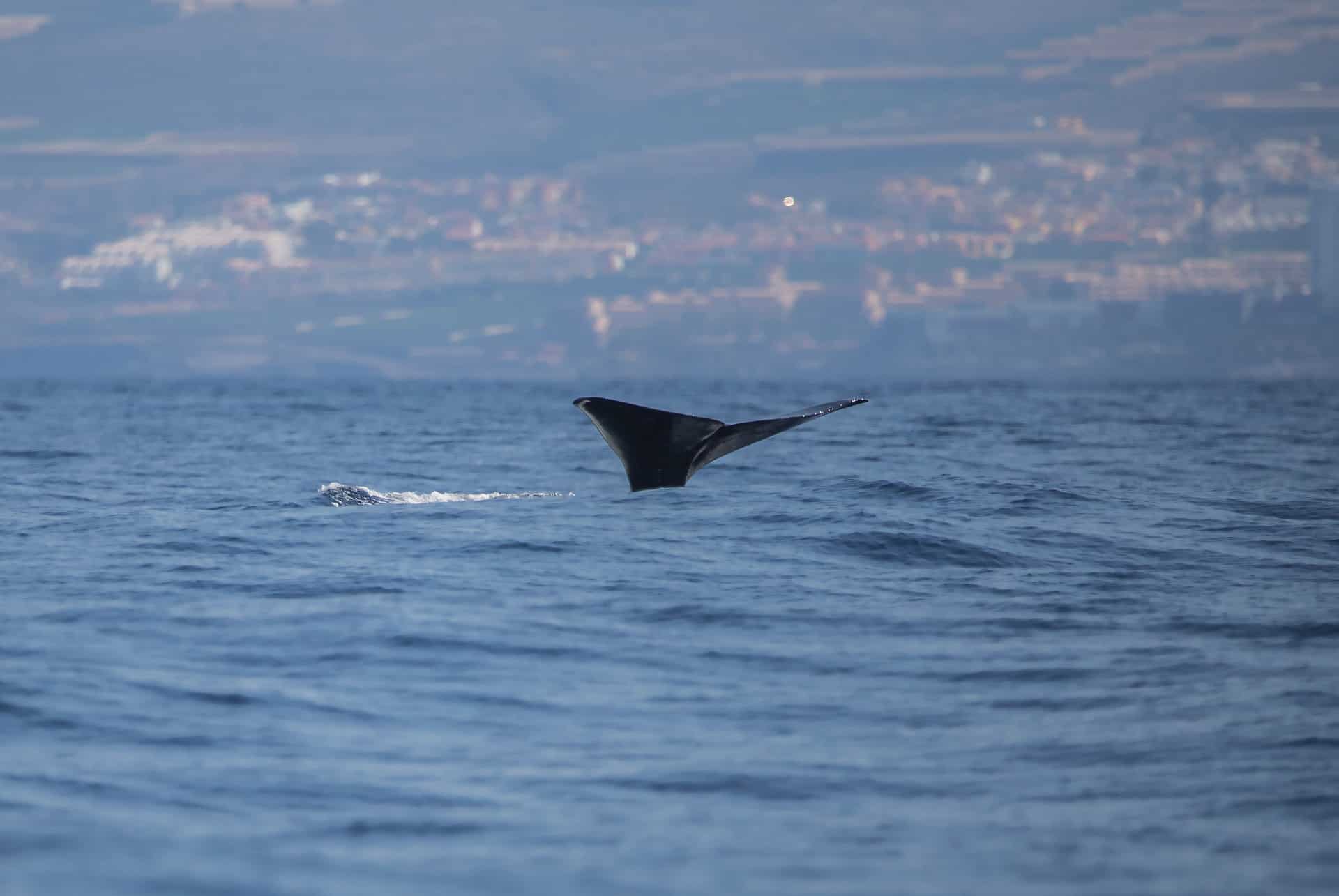 baleine tenerife