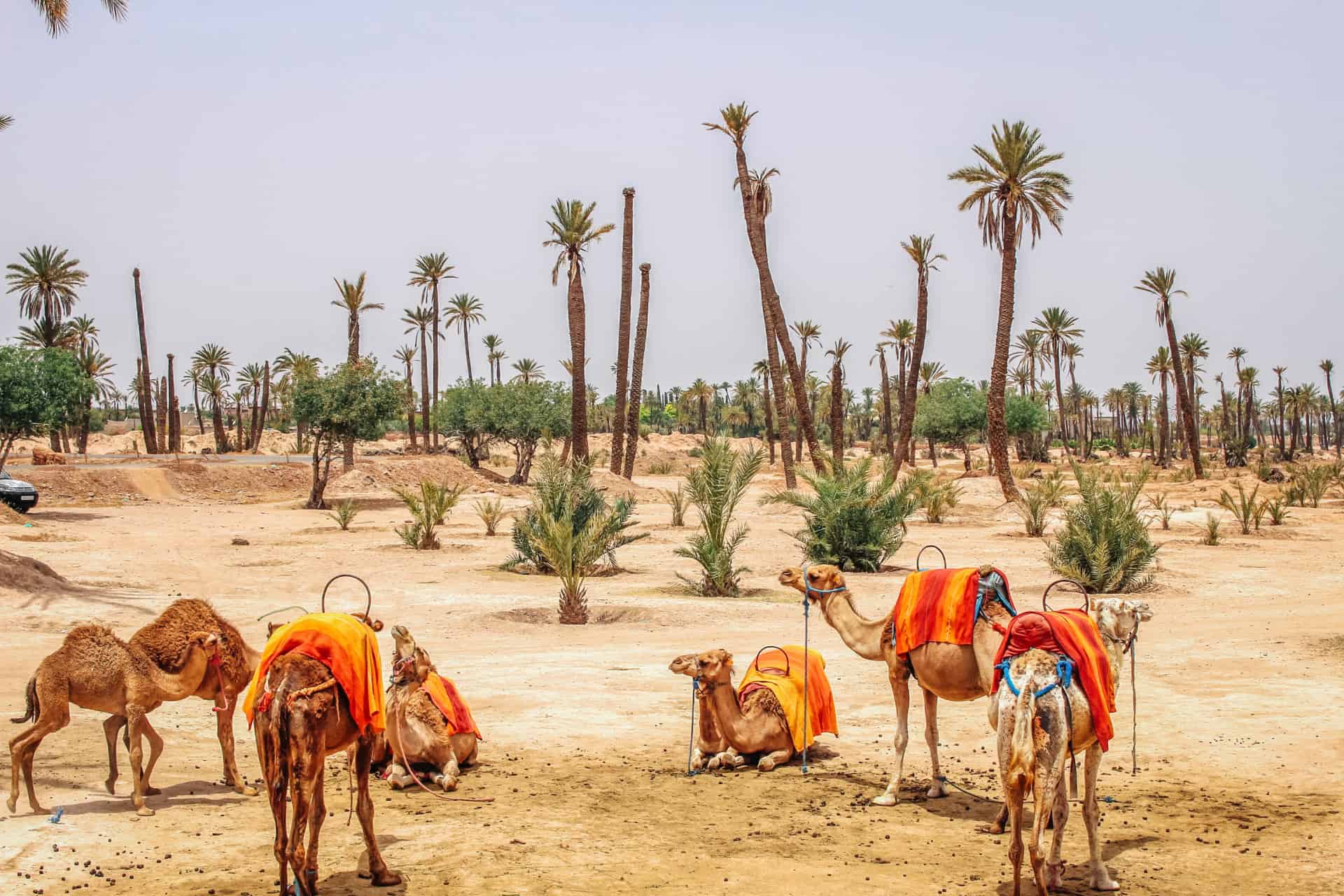 marrakech excursions desert