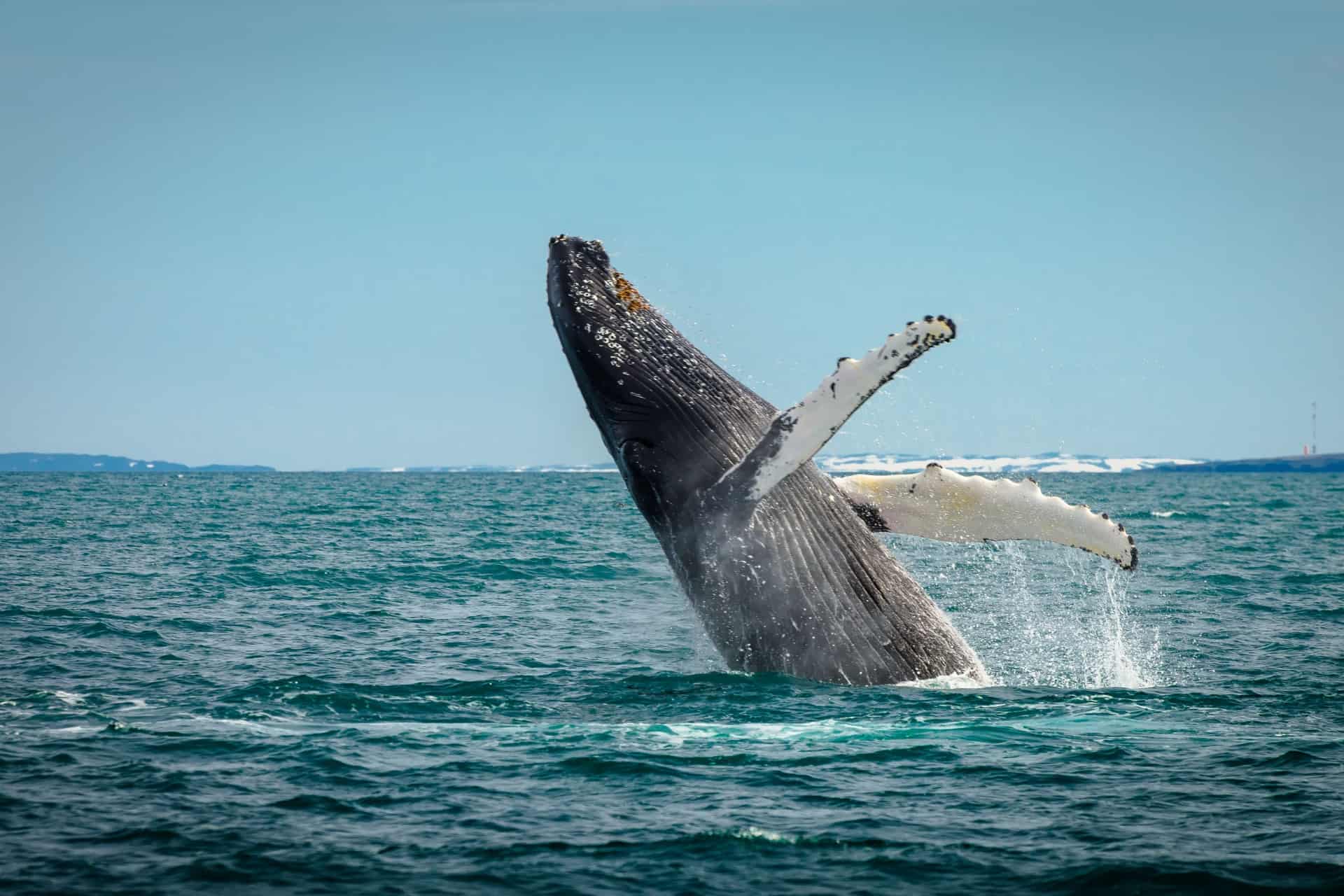 observer les baleines