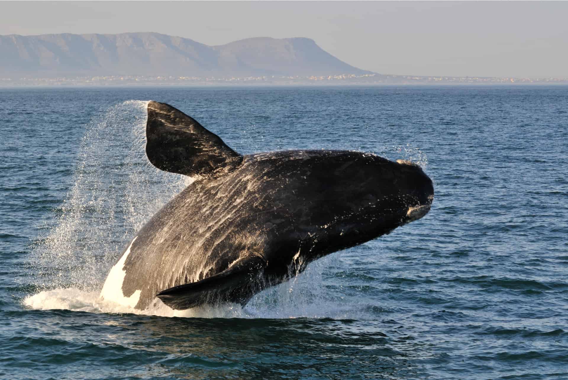 baleine a hermanus afrique du sud