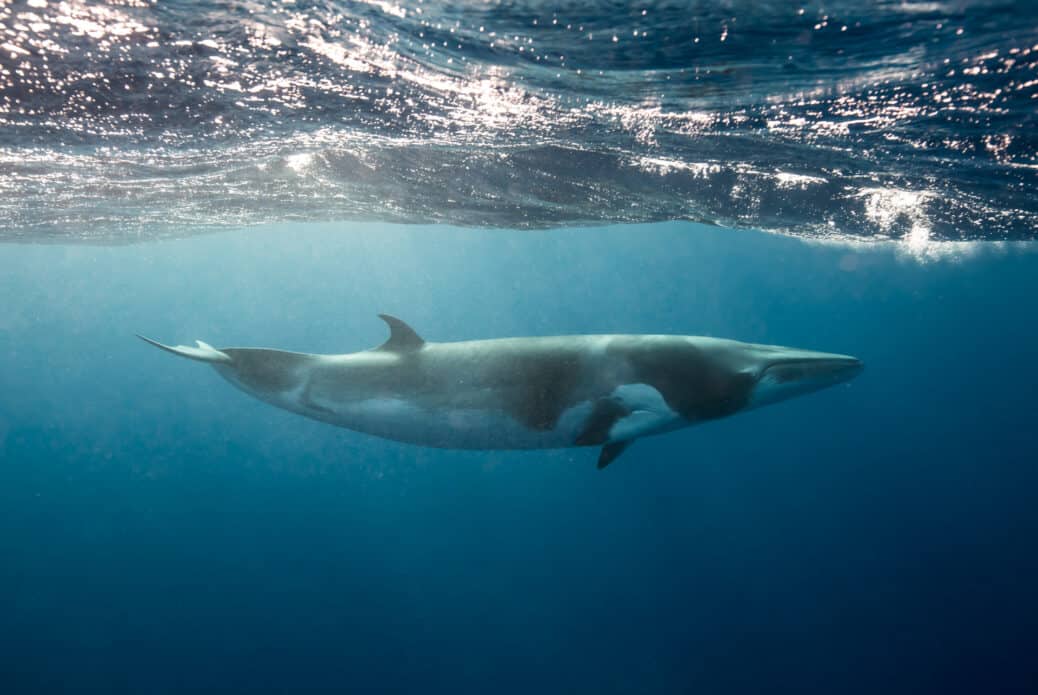 baleine de minke hermanus afrique du sud