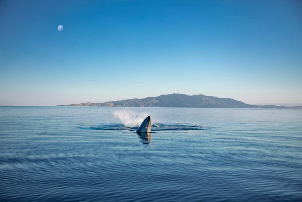 baleine nouvelle zelande