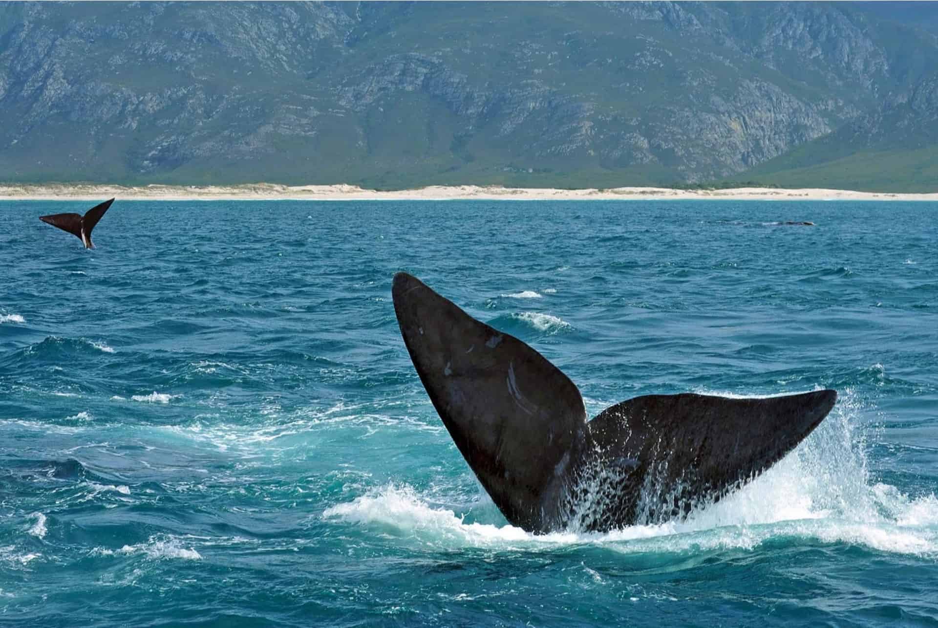 baleines hermanus afrique du sud