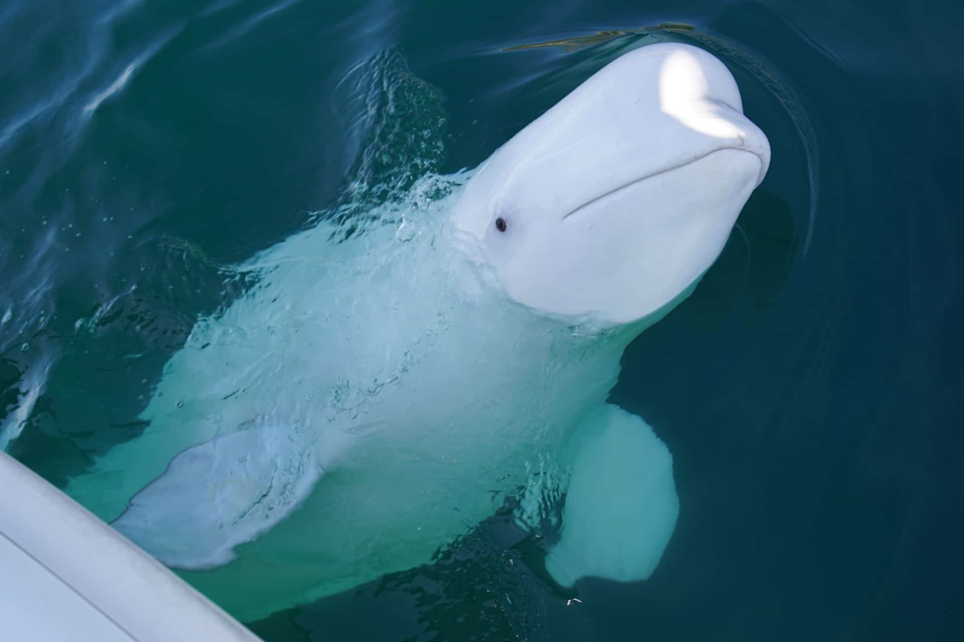 beluga