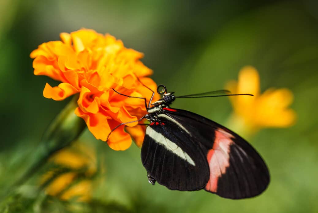 butterfly garden dubai