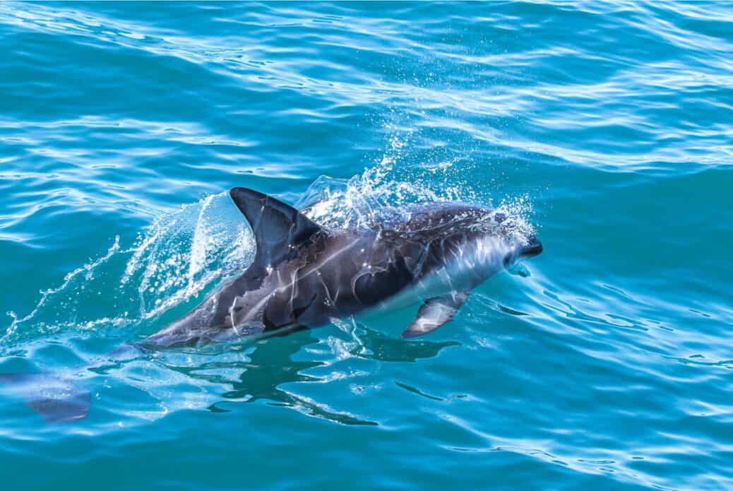 dauphins nouvelle zelande