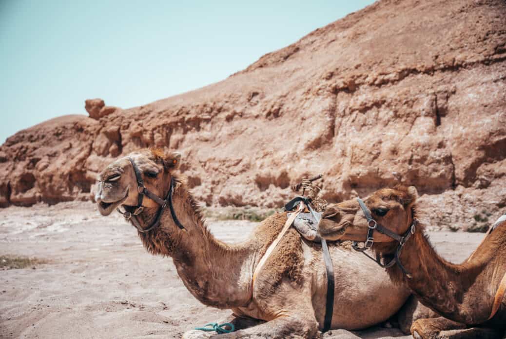 excursion dans le desert