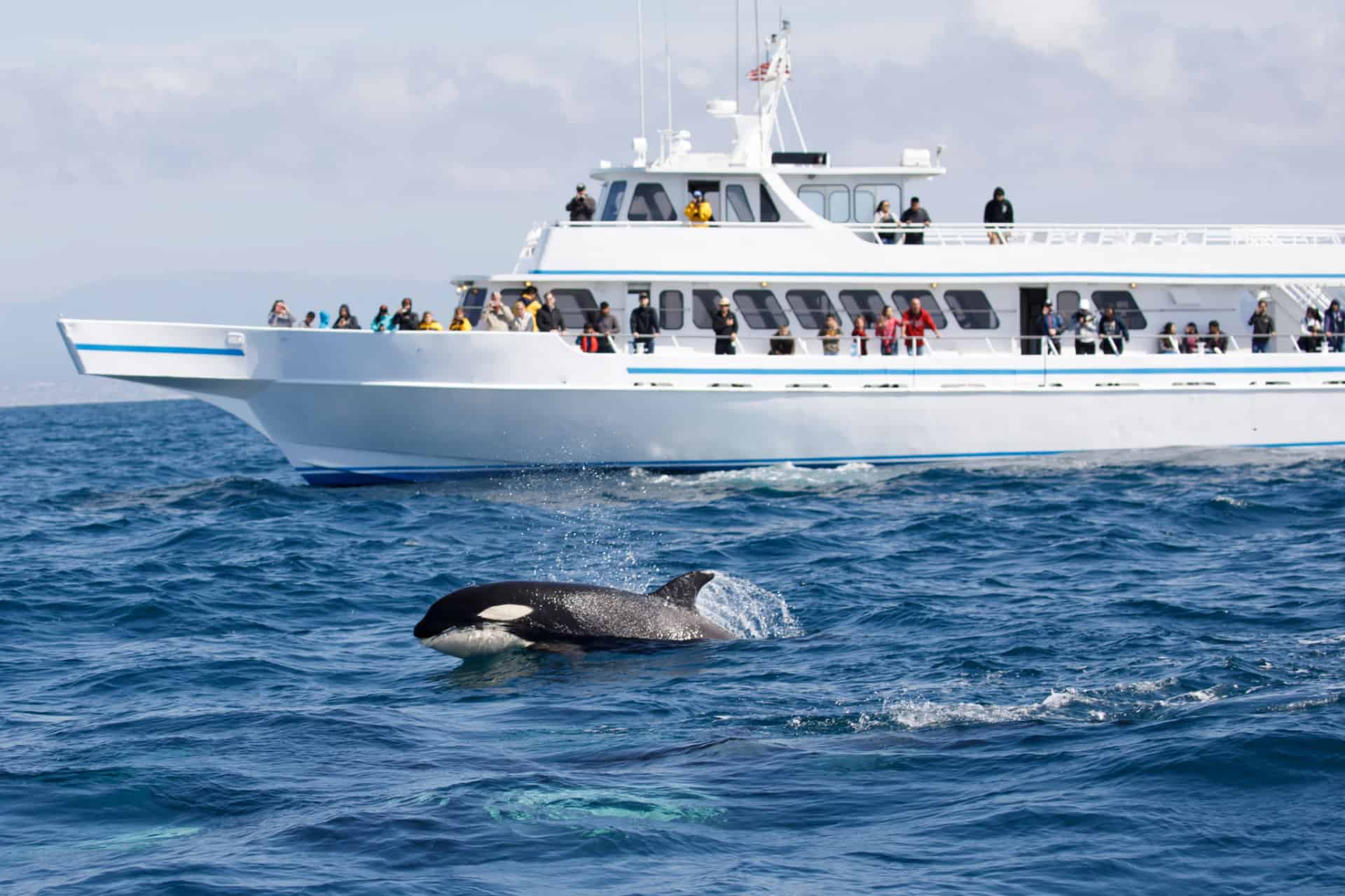 excursion en bateau a tromso