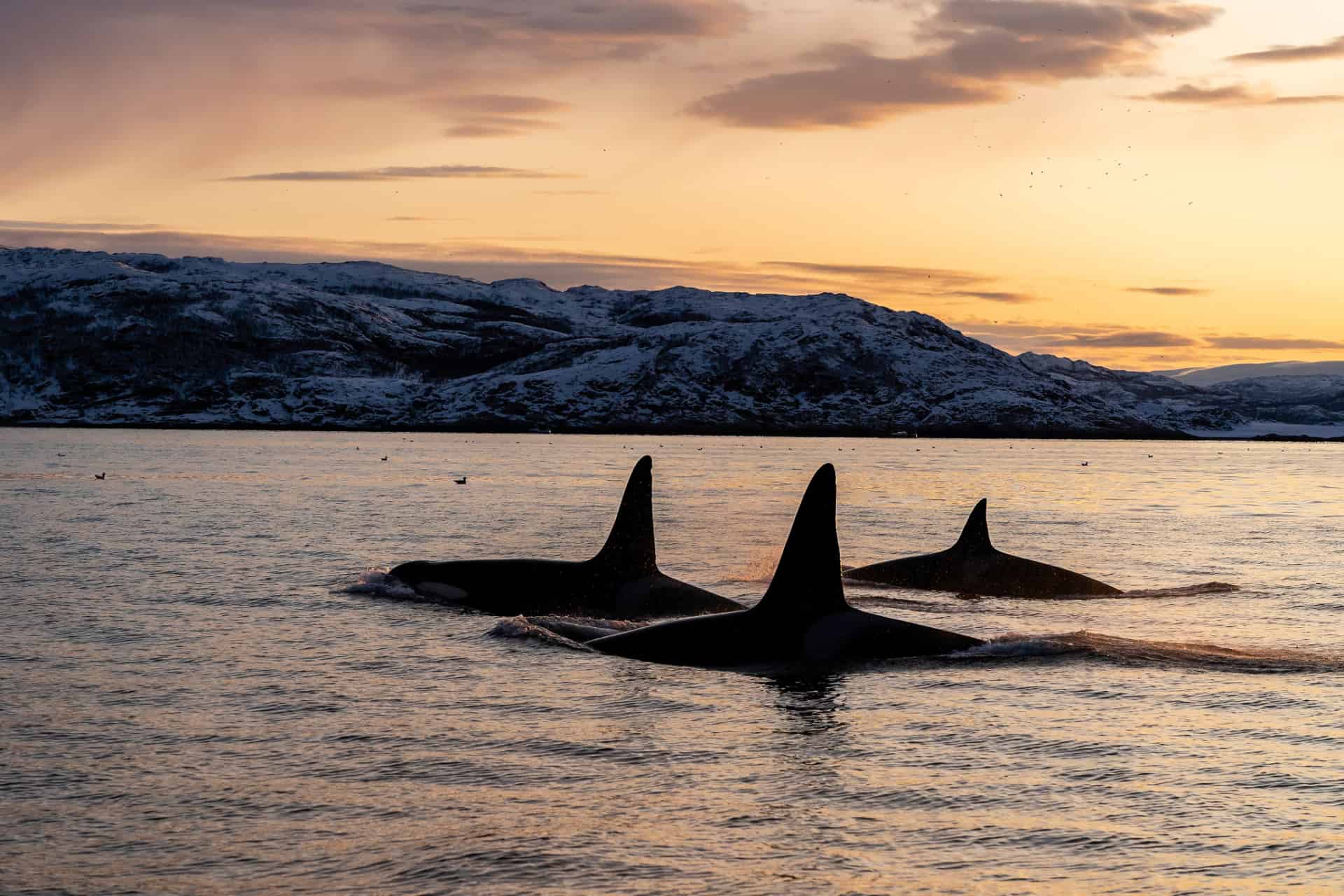 les baleines en norvege