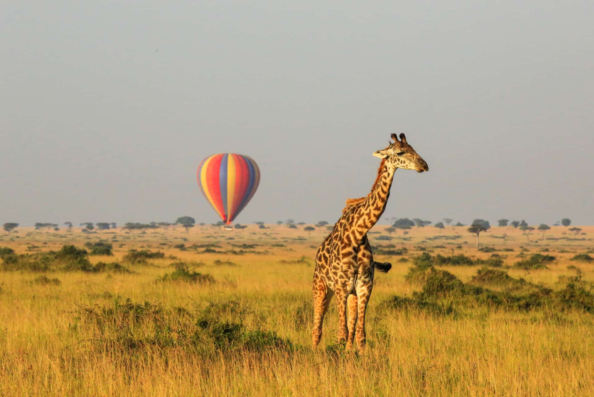 montgolfiere kenya