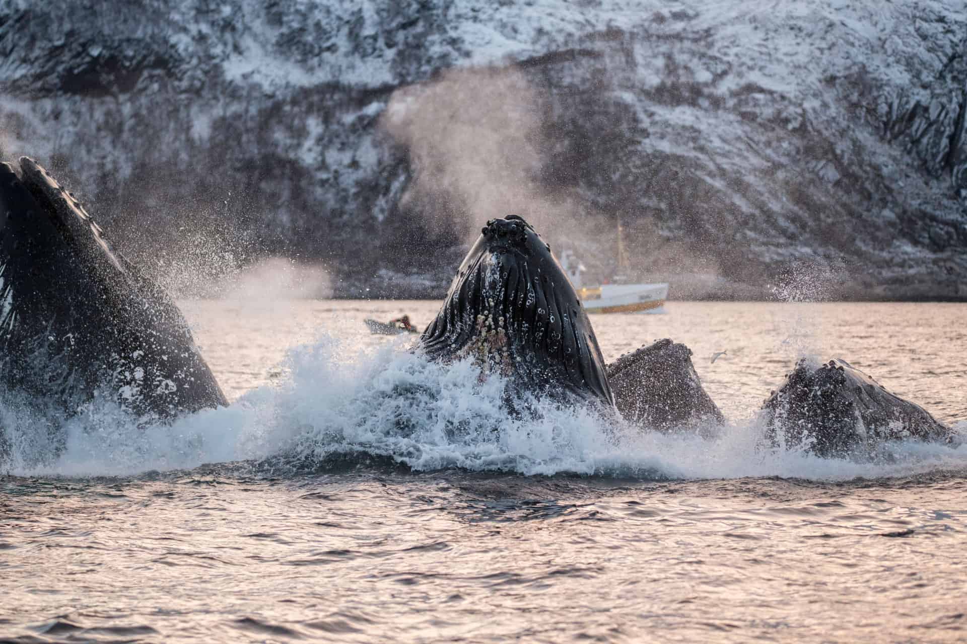 observation des baleines en norvege