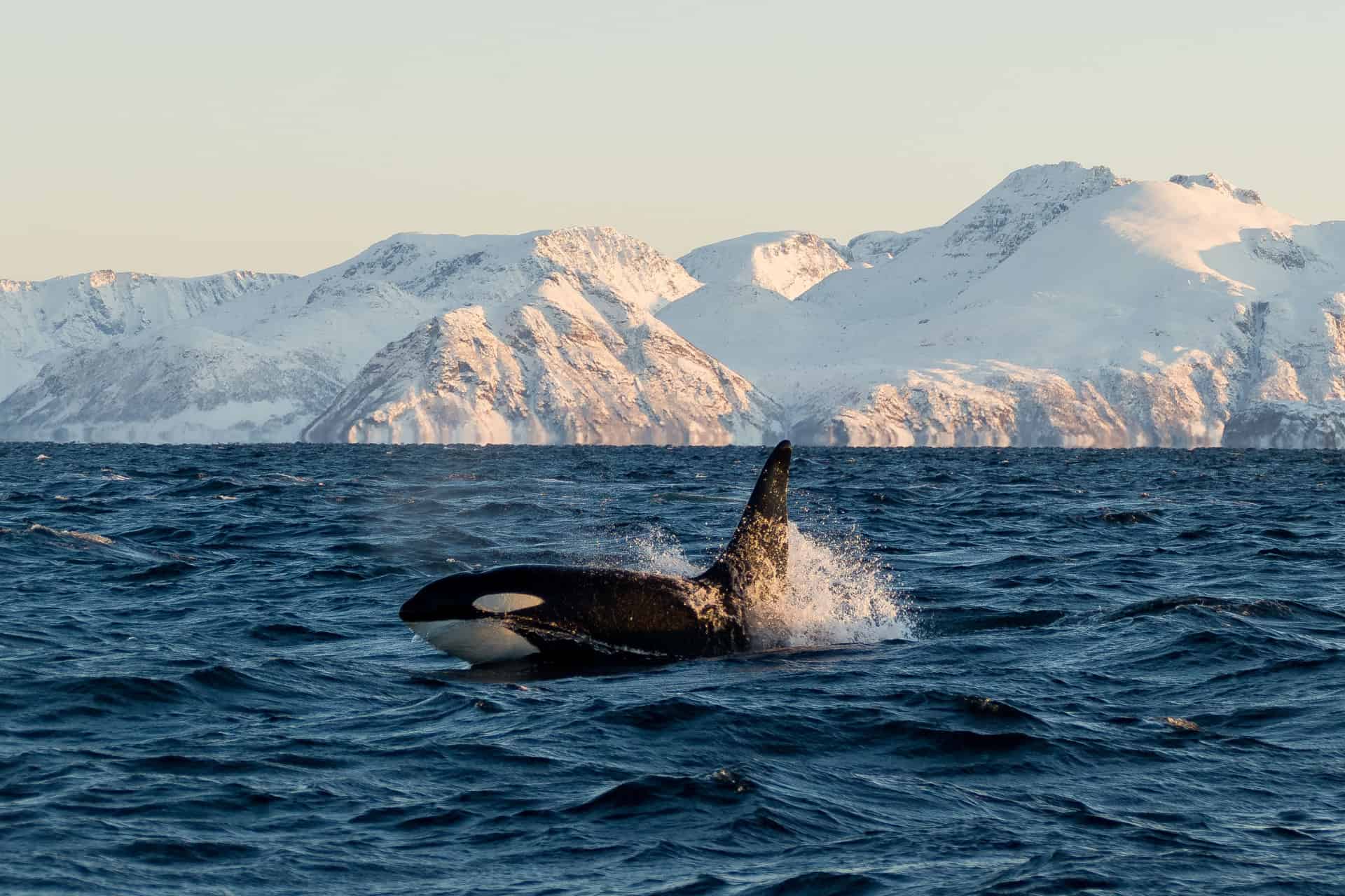 observer les baleines en norvege