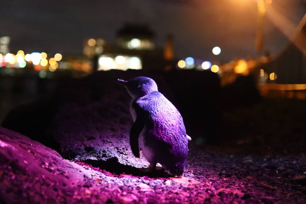 pingouin st kilda