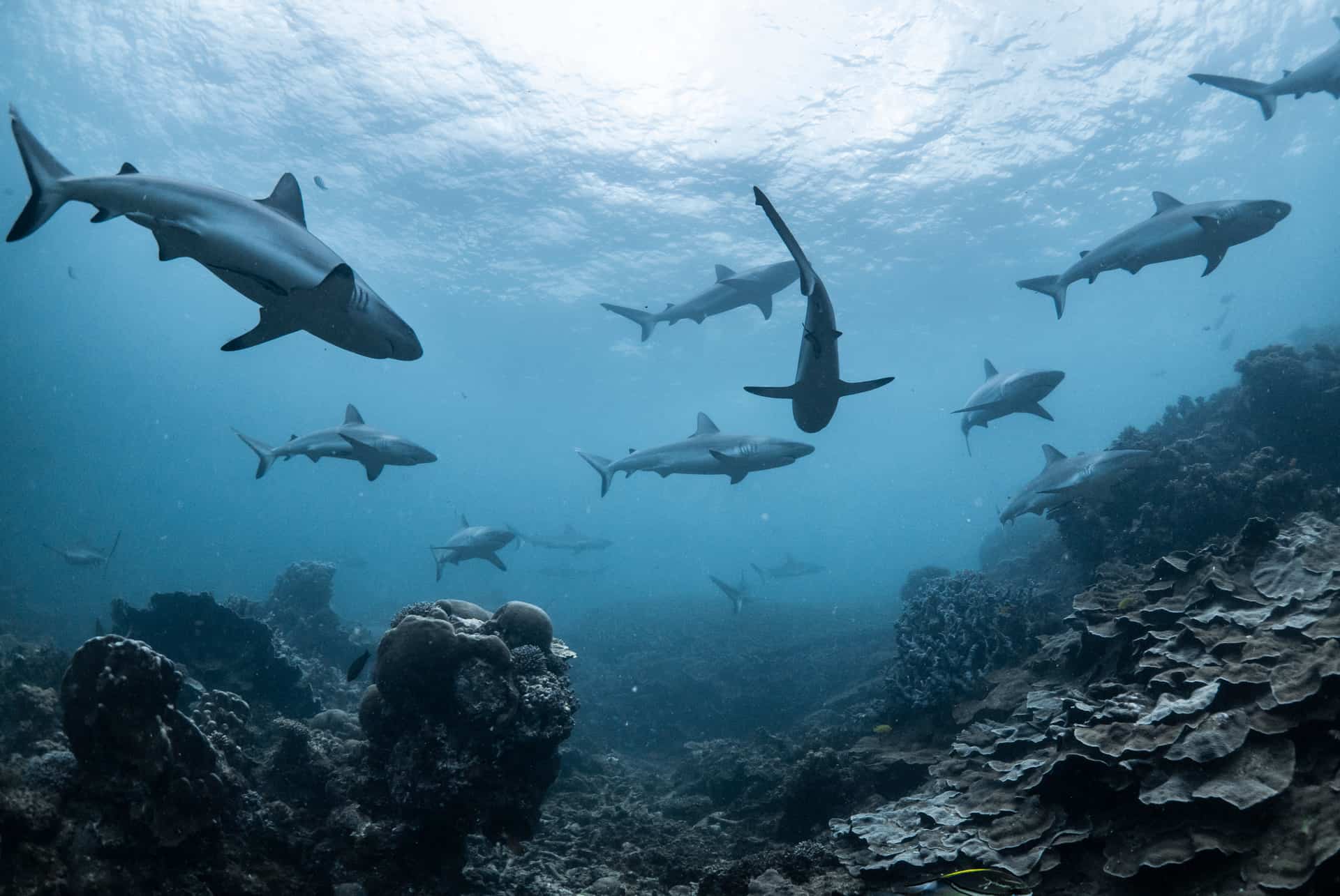 plongee avec les requins