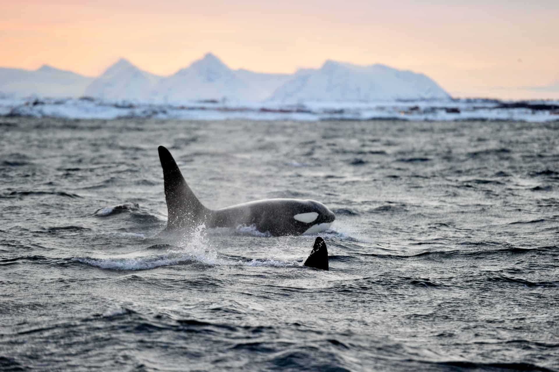 reussir ses photos de baleines en norvege
