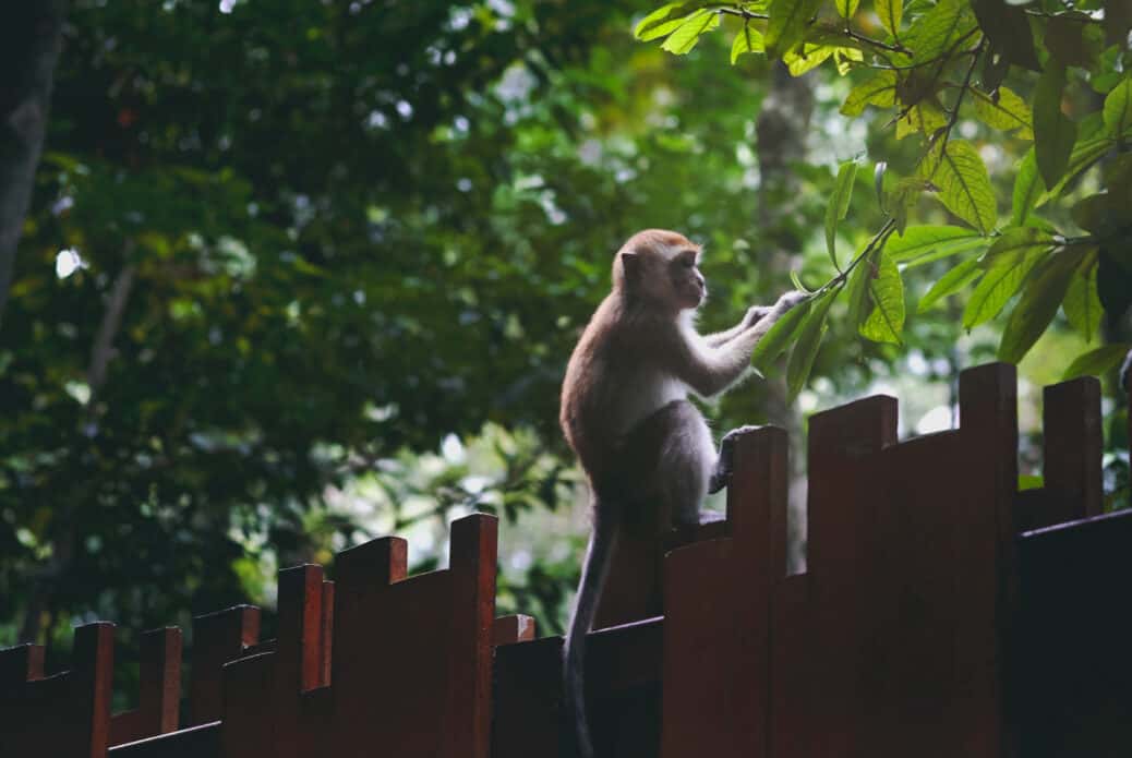 thailande singe