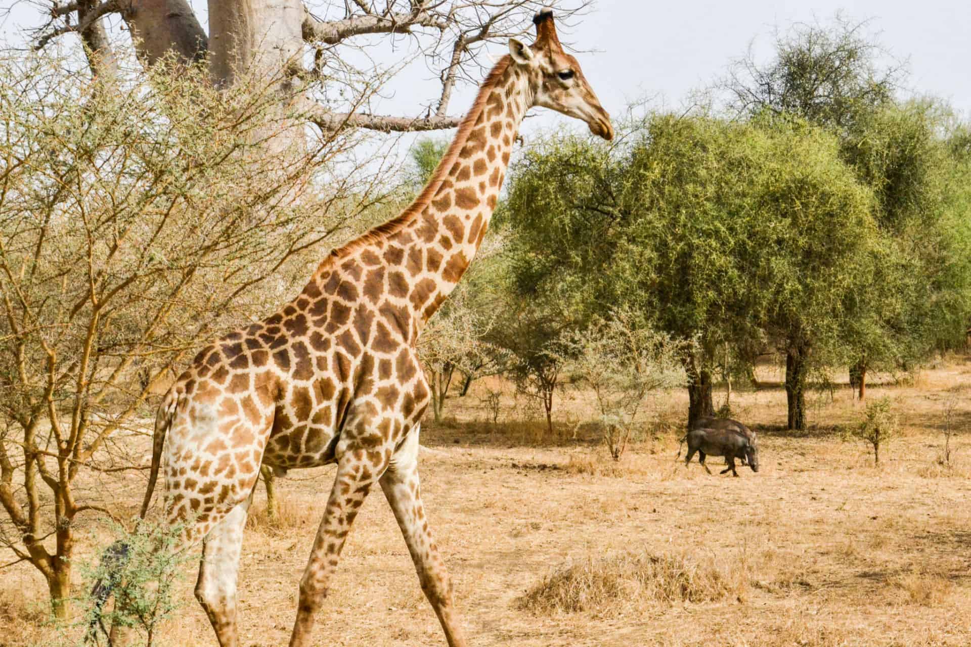 visiter le senegal