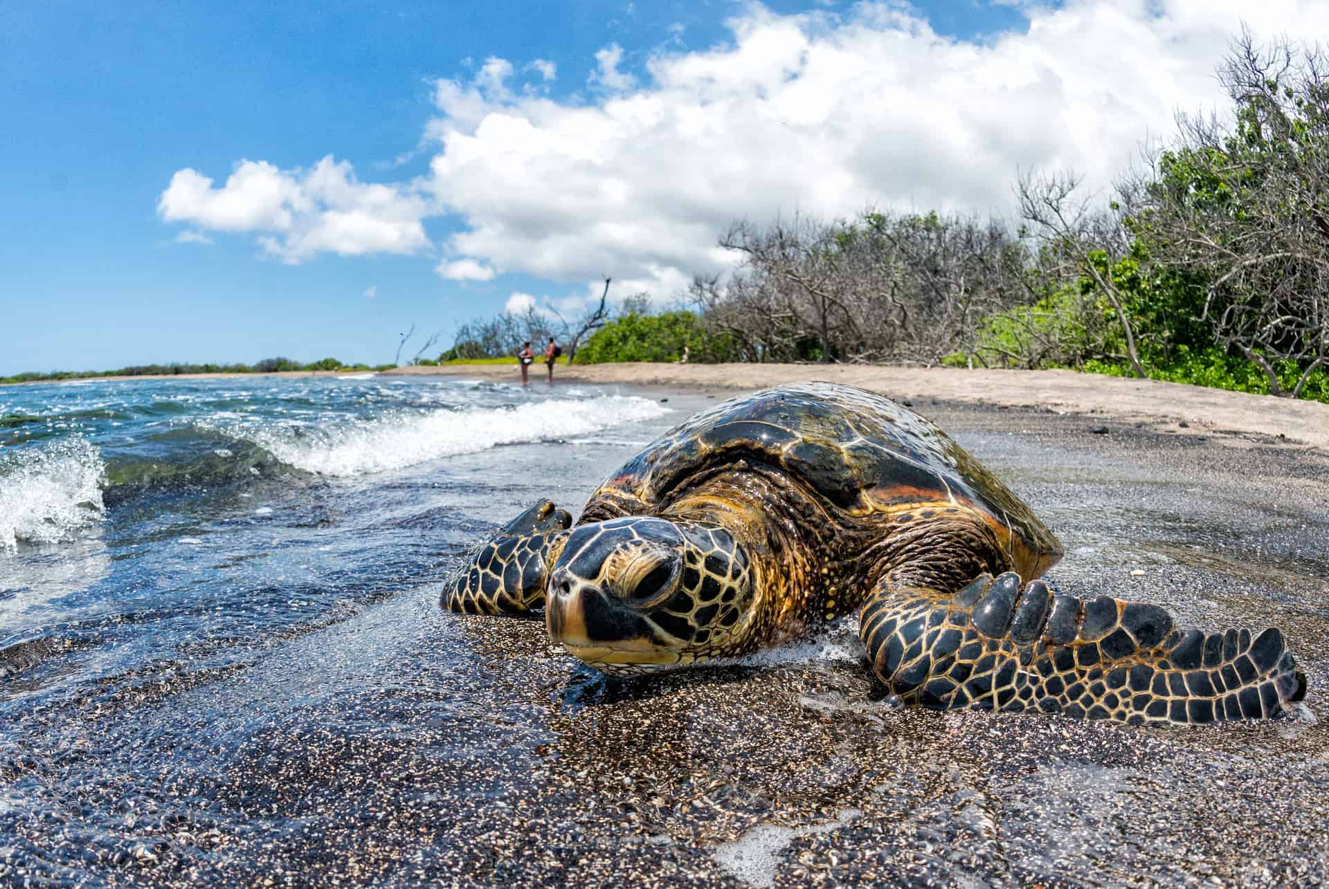 Kaloko-Honokohau tortues