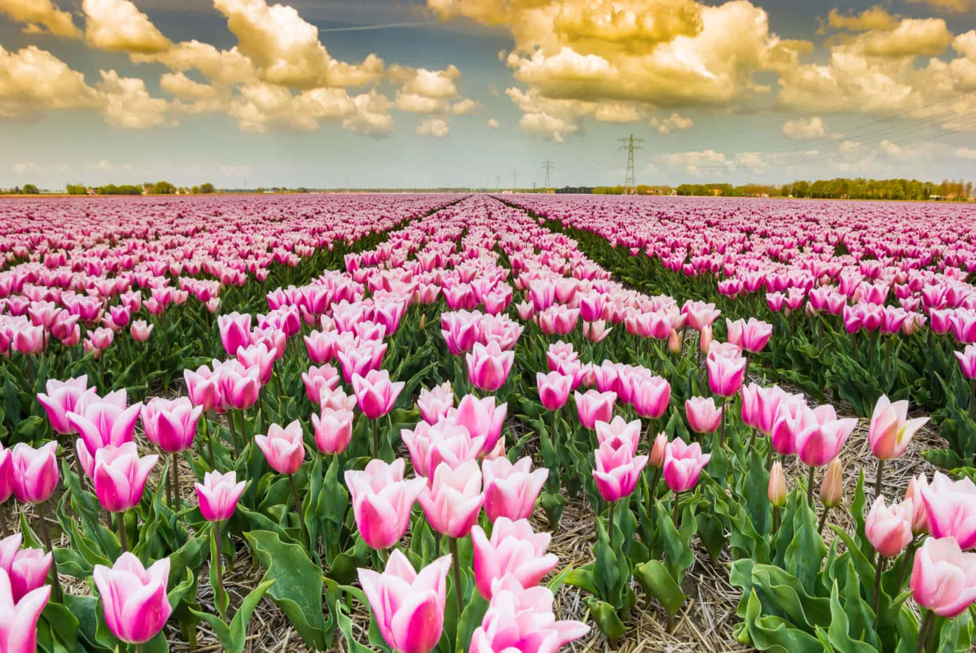 Noordoostpolder champs tulipes hollande