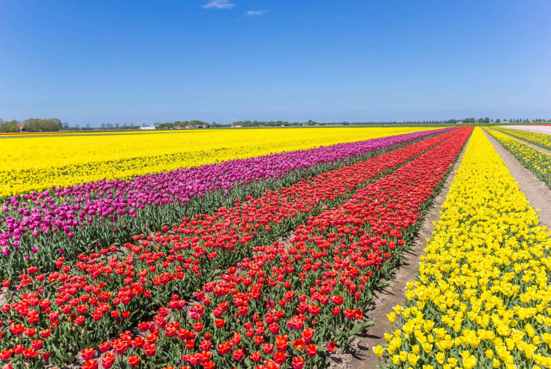 bollenstreek champs tulipes hollande