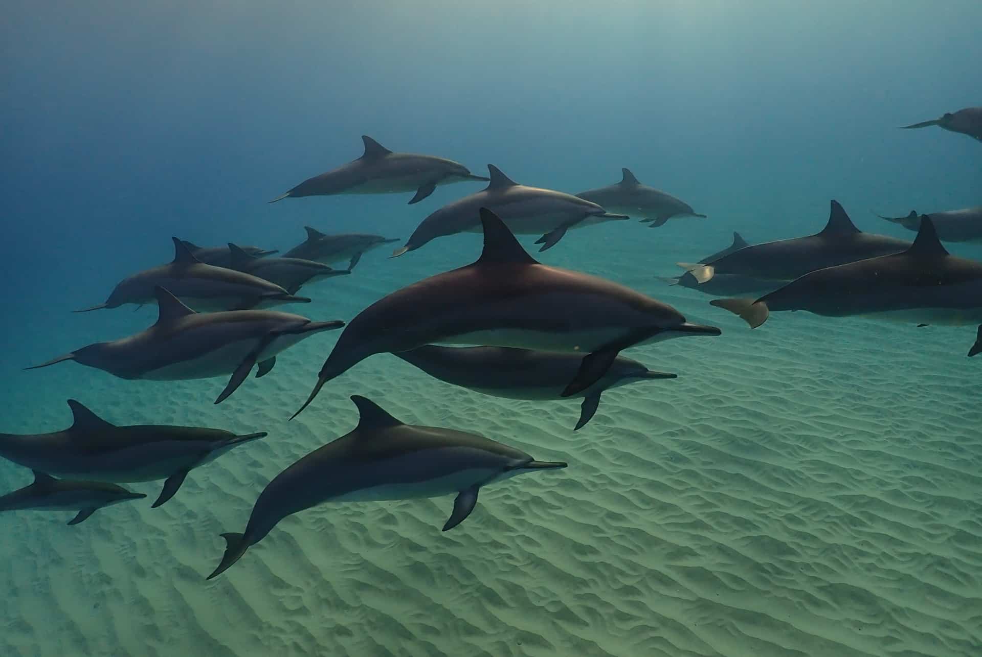 dauphins long bec
