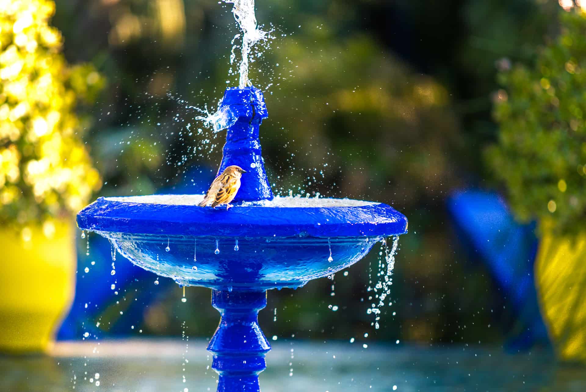 fontaine jardin majorelle