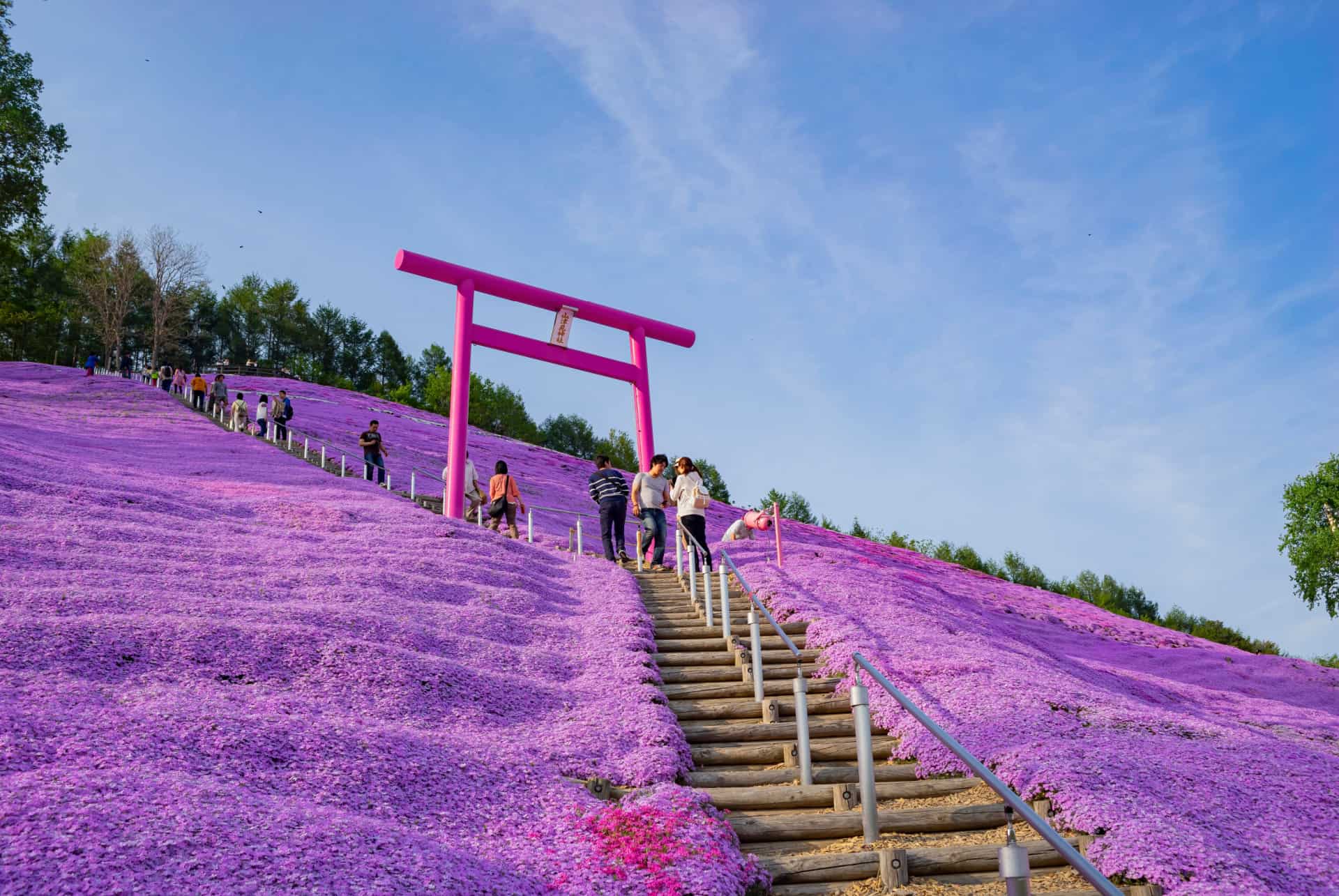 hokkaido champs de fleurs