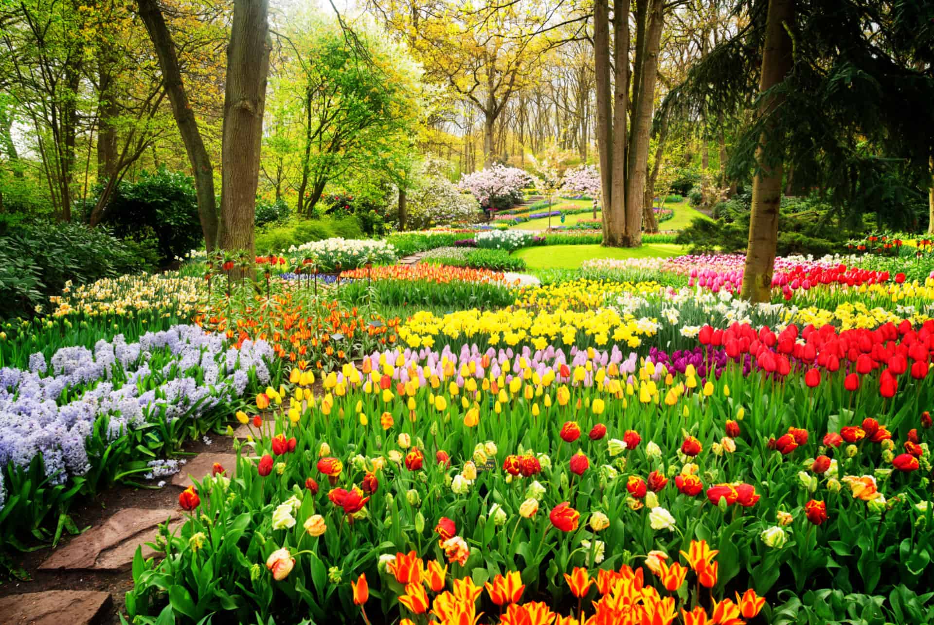 keukenhof tulipes