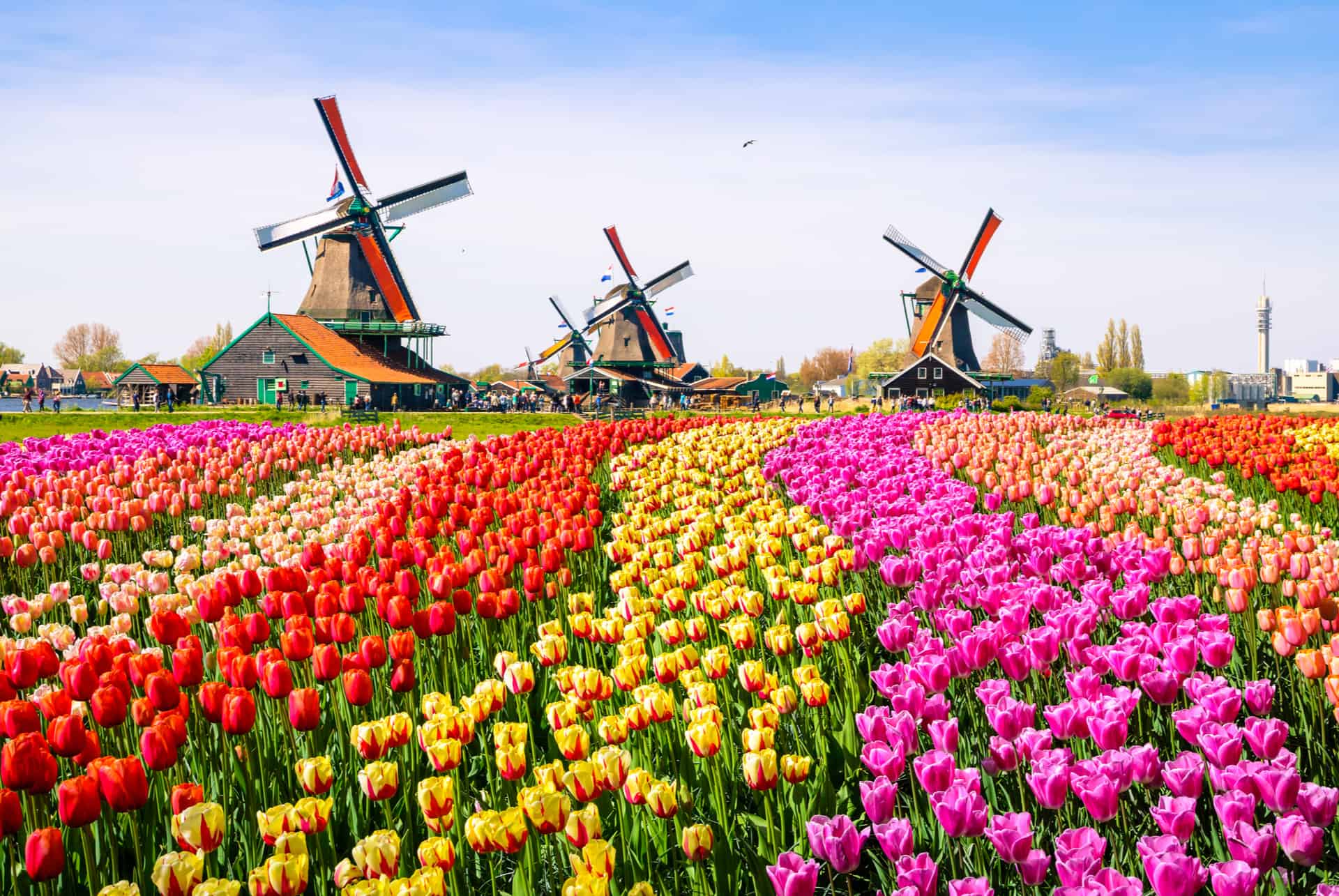 keukenhof tulipes pays bas