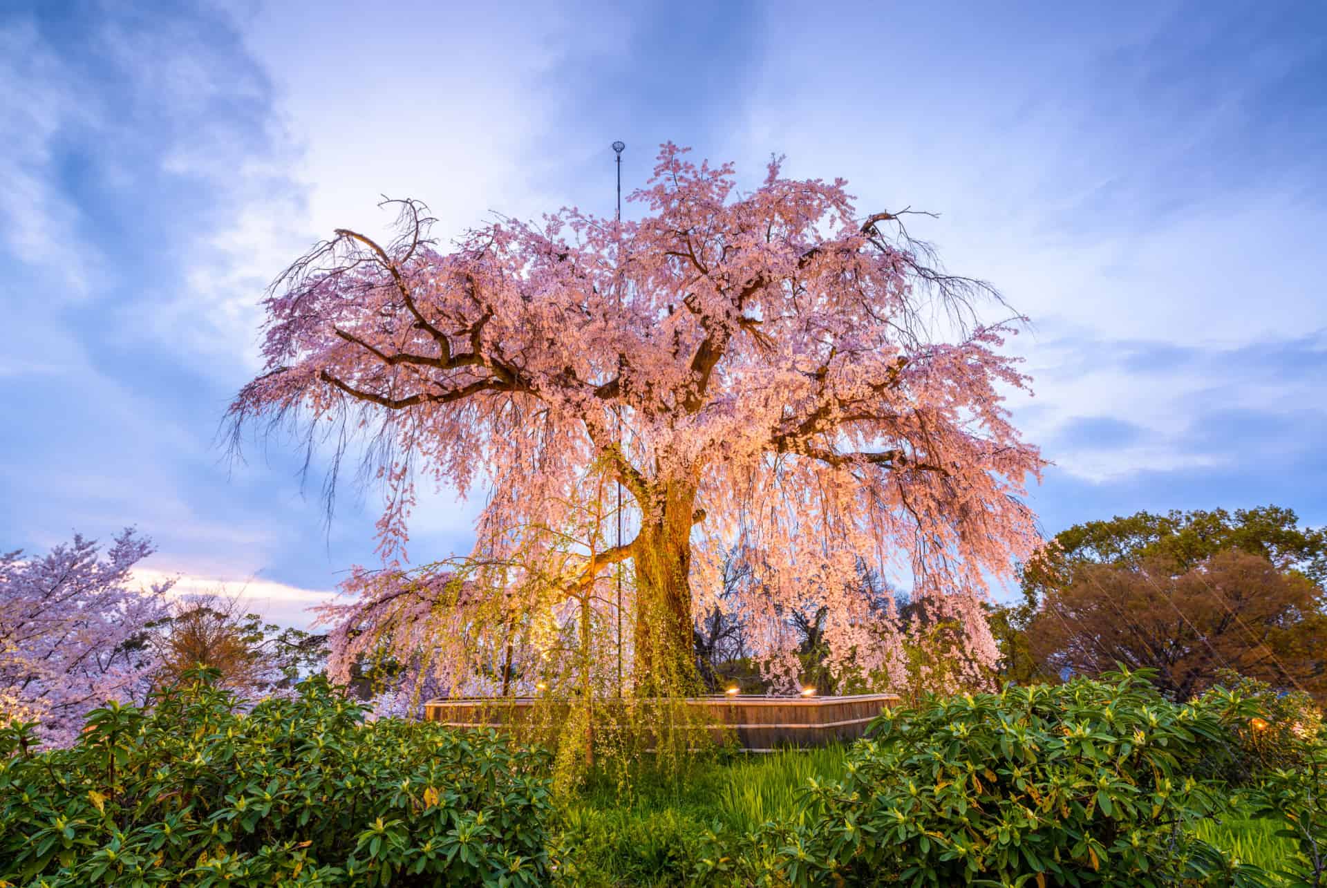 parc maruyama que faire japon