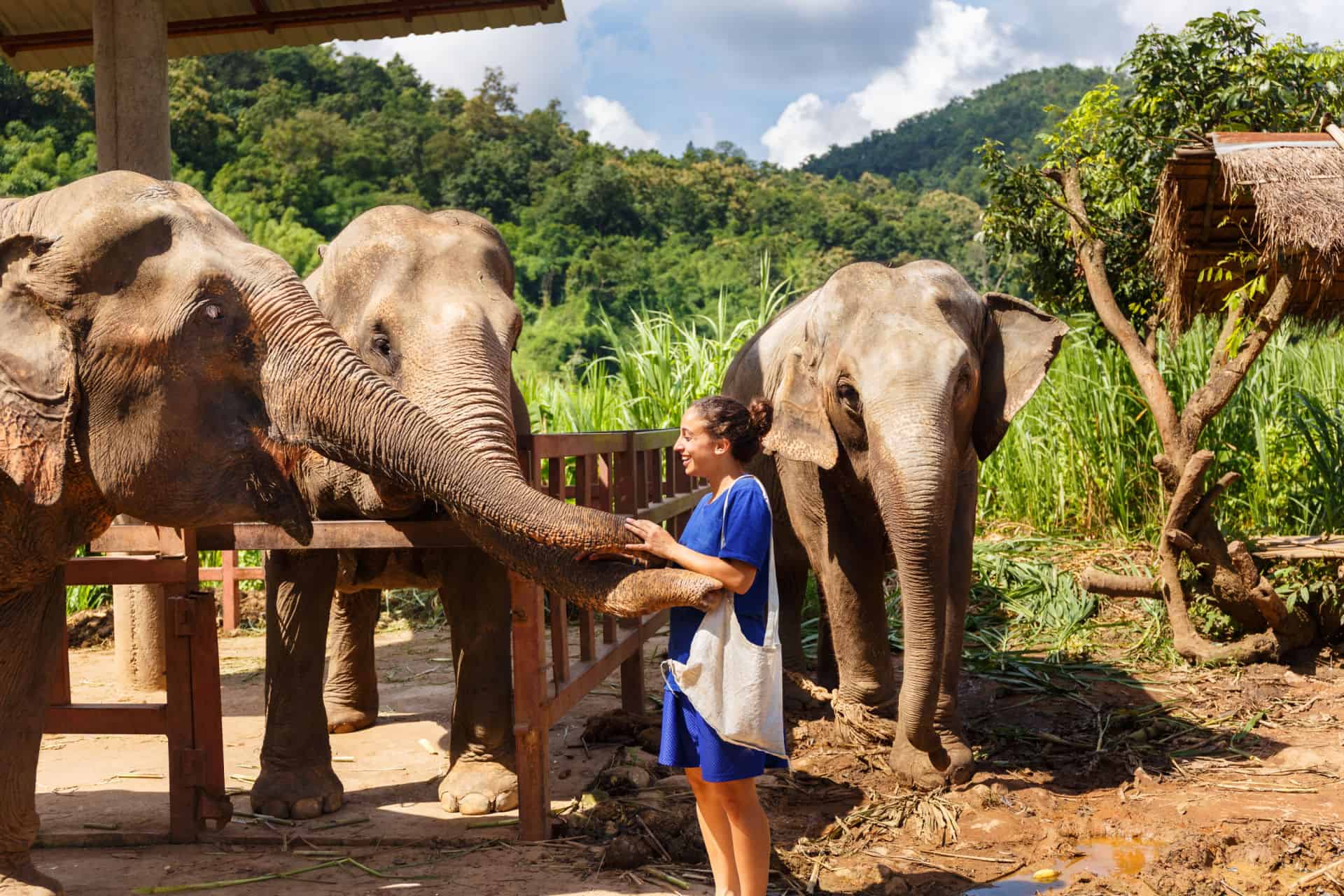 sanctuaire elephant thailande