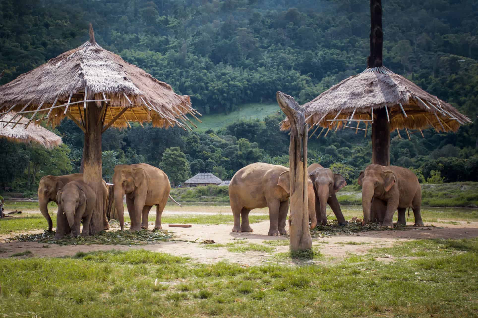 sanctuaire elephants