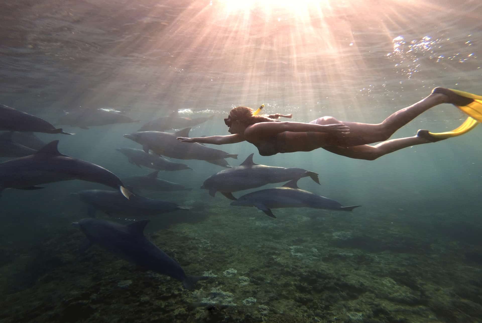 sortie dauphins ile maurice