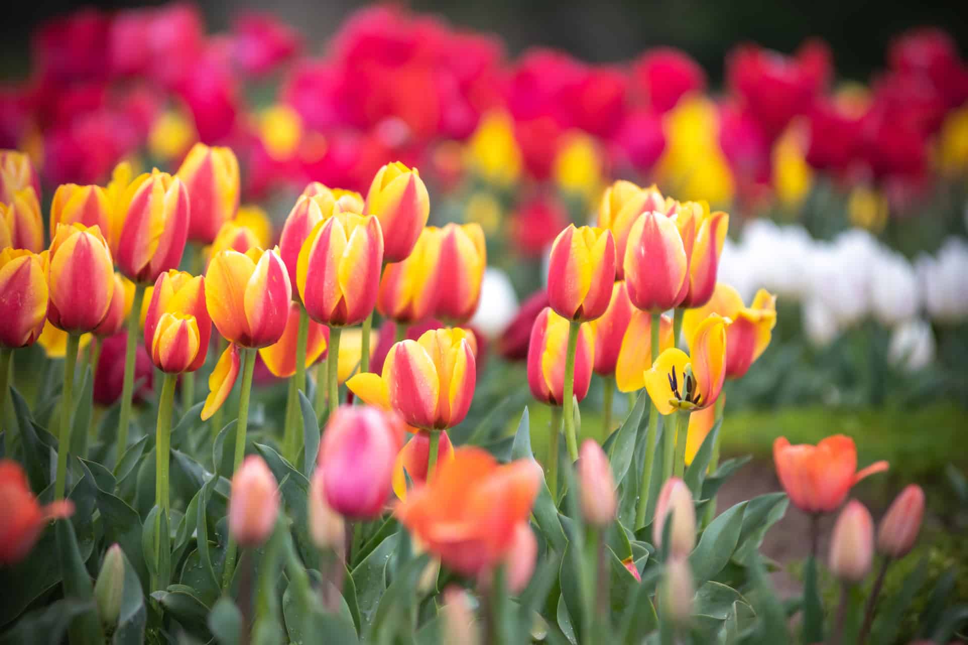 tulipe symbole hollande