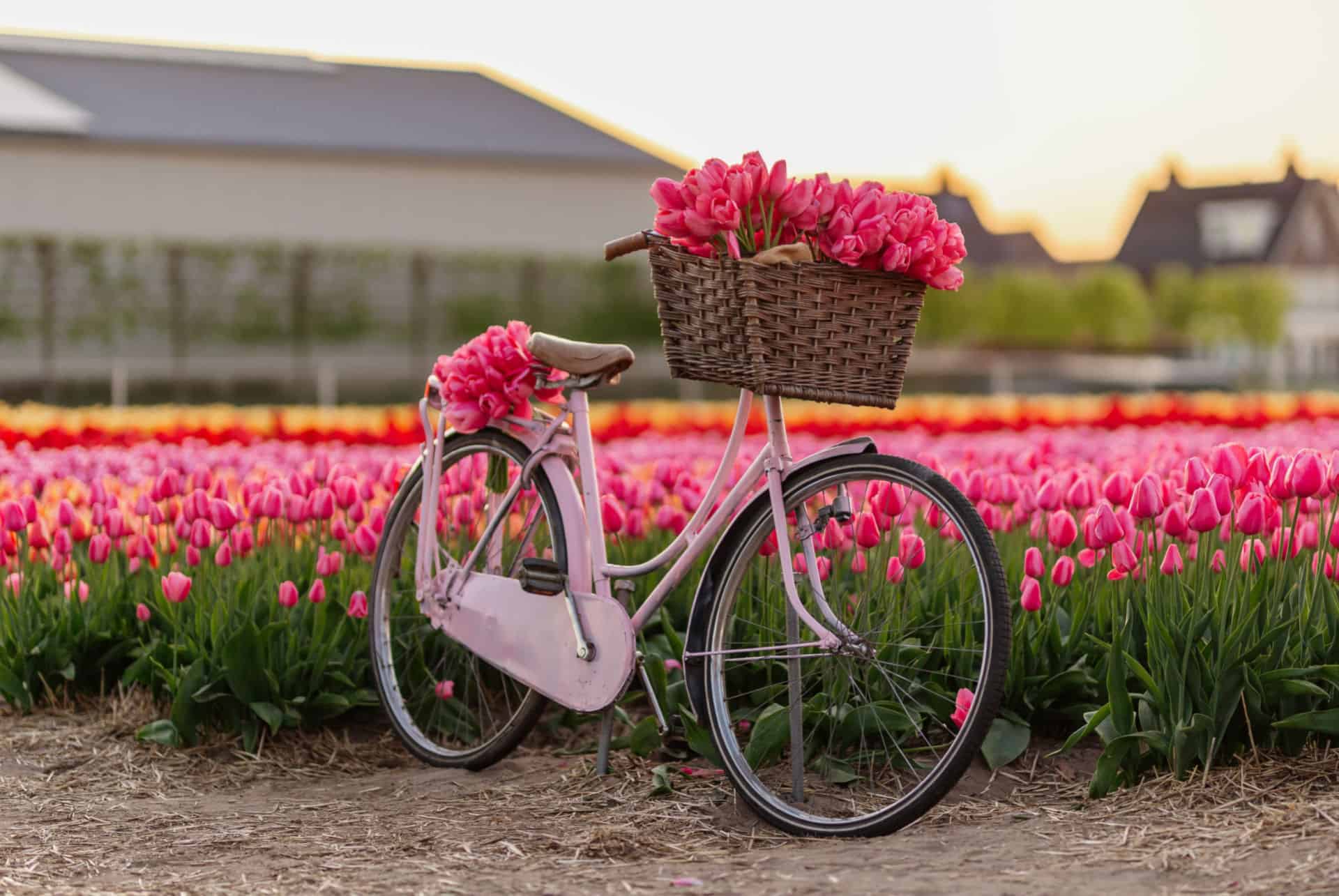 tulipes vélo