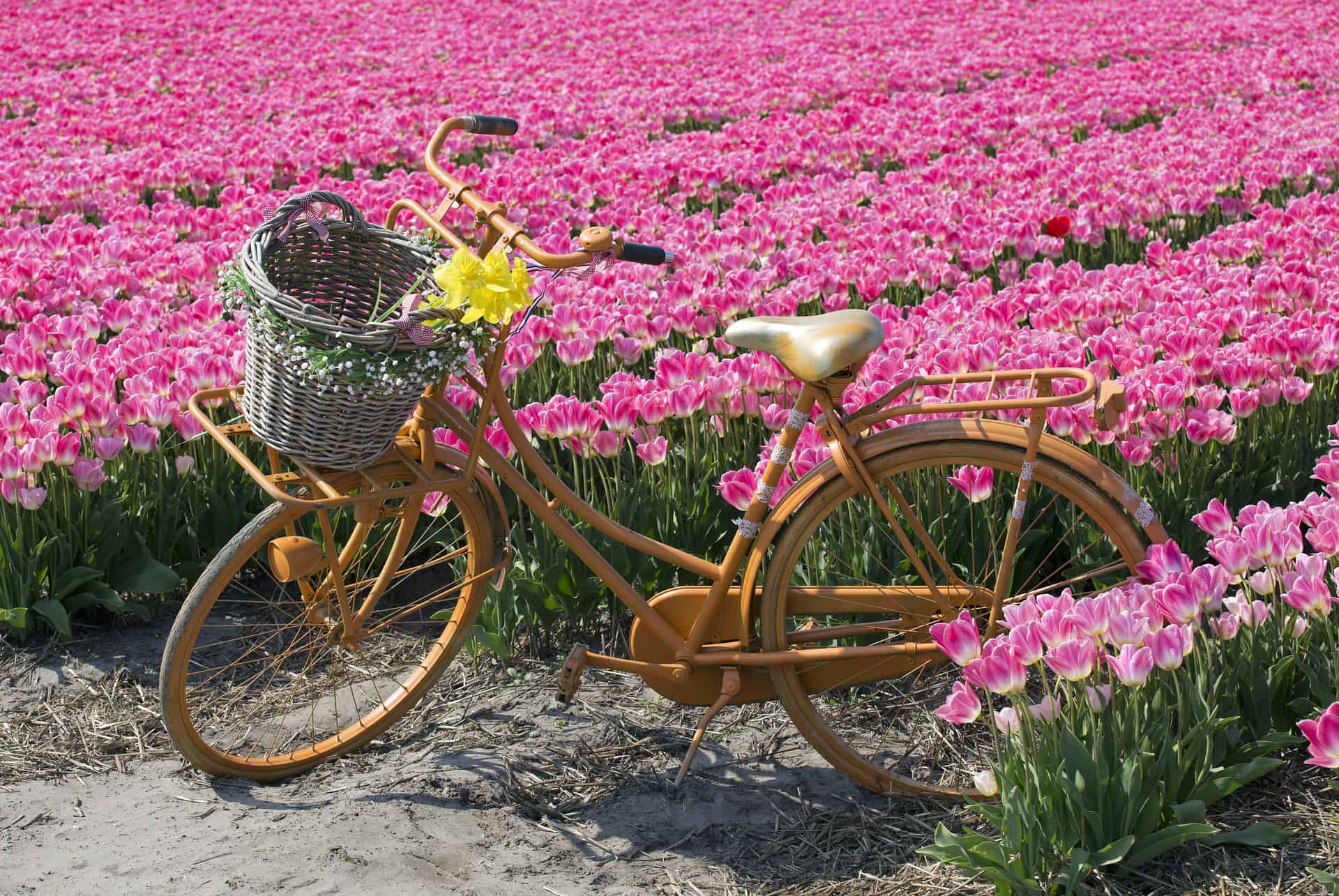velo dans les tulipes