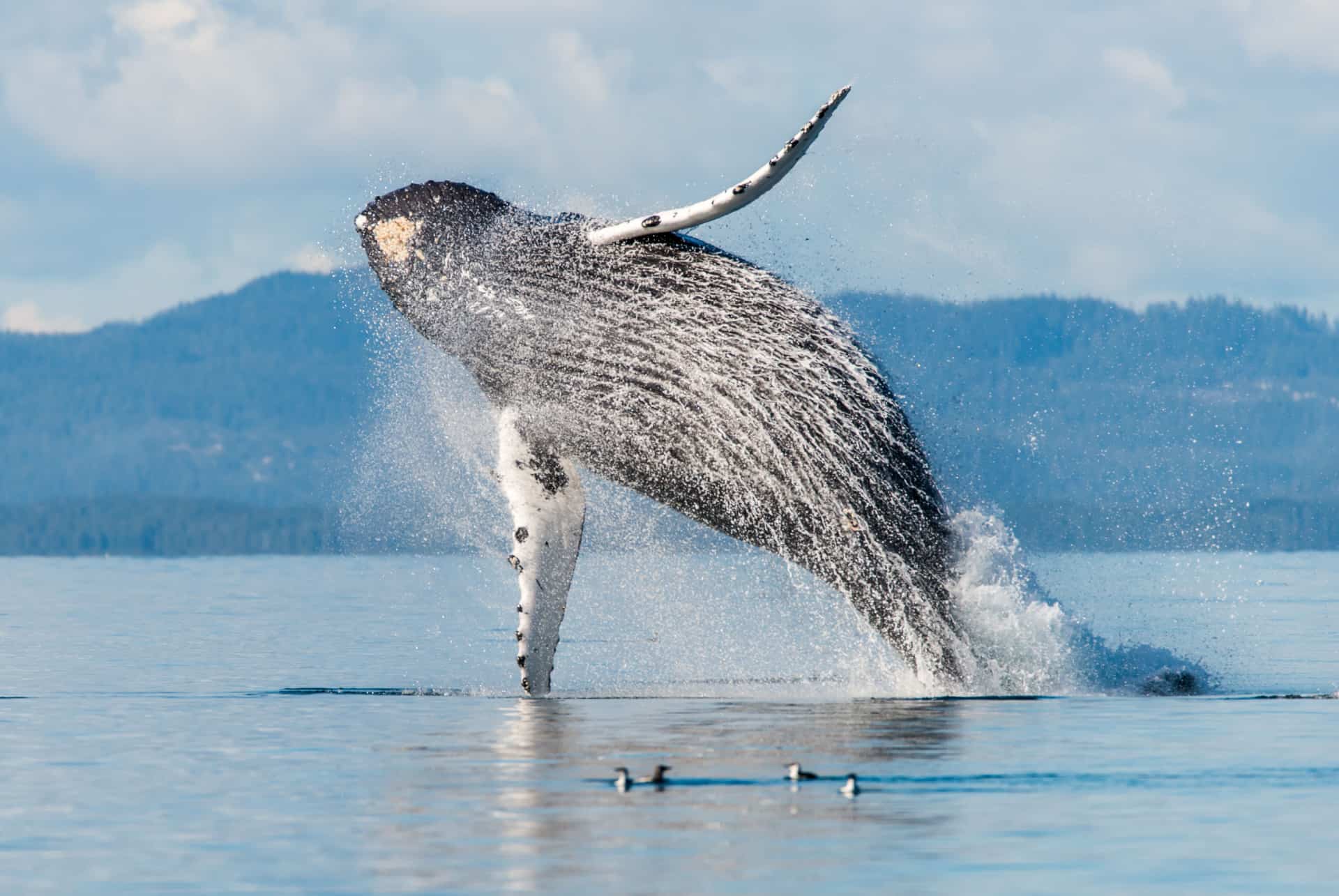 baleine tadoussac canada
